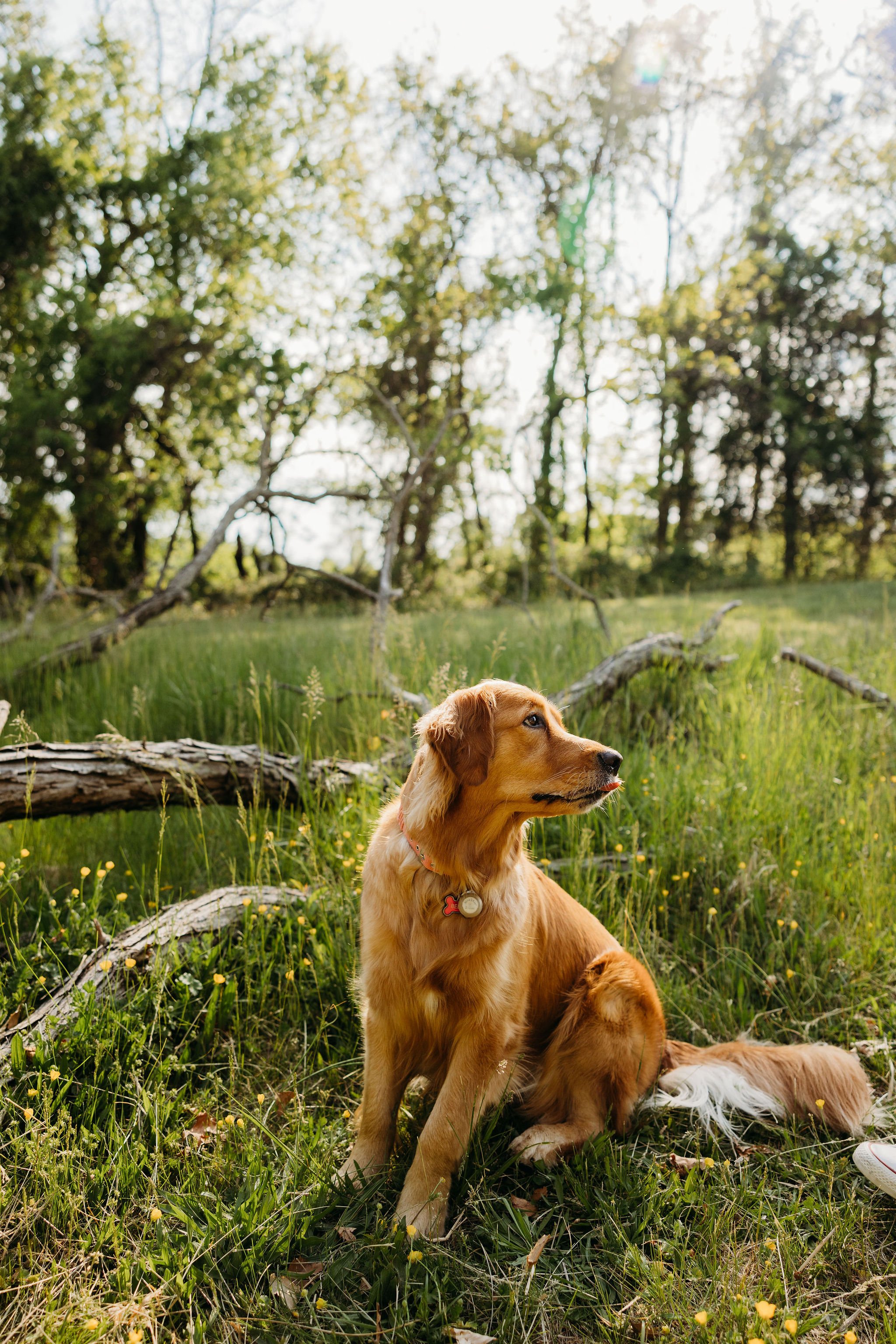AtHome Dog Boarding Lake Ridge Pet Resort