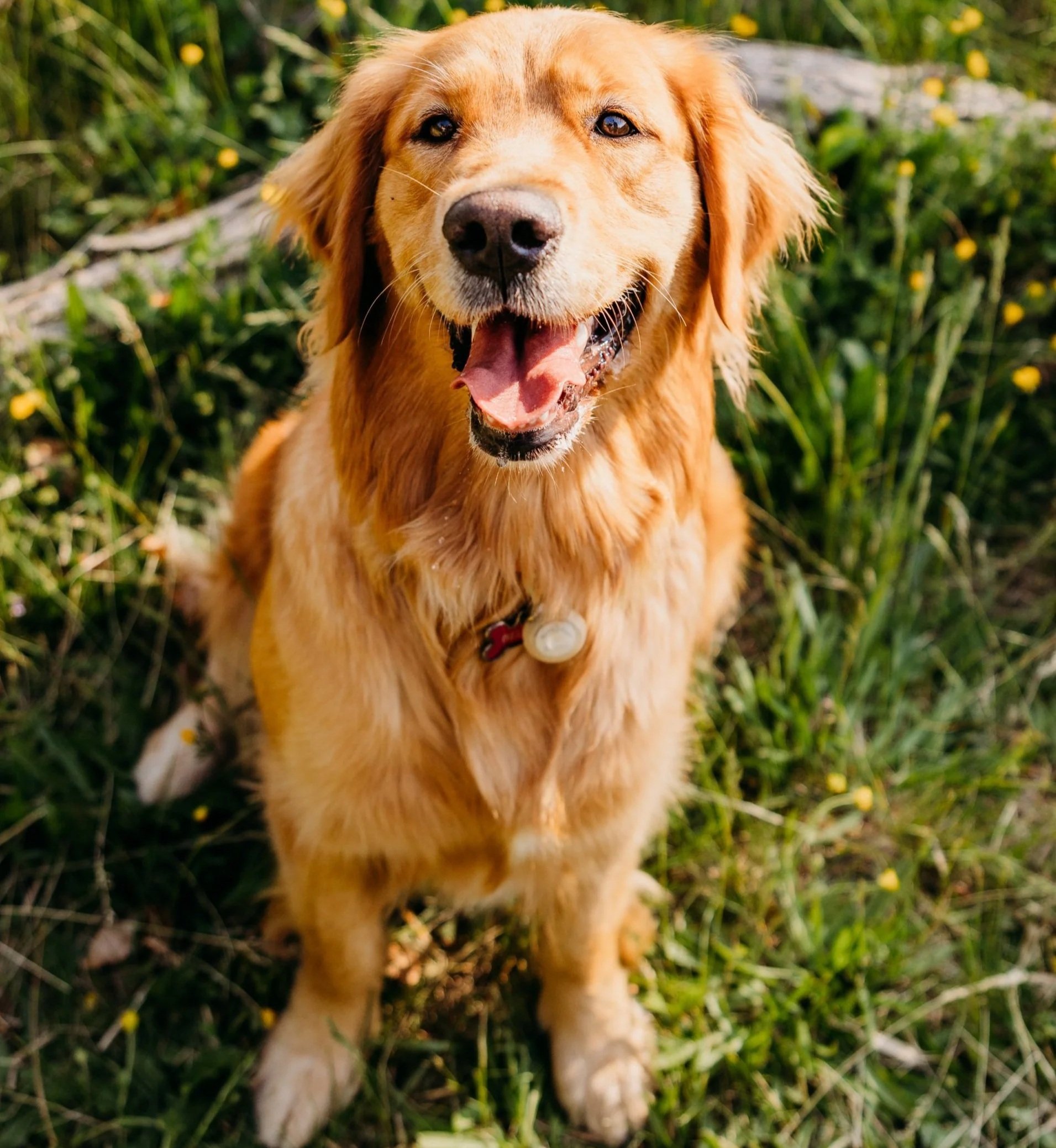A happy golden retriever dog sitting on grass with flowers, looking at the camera with its mouth open and tongue out.