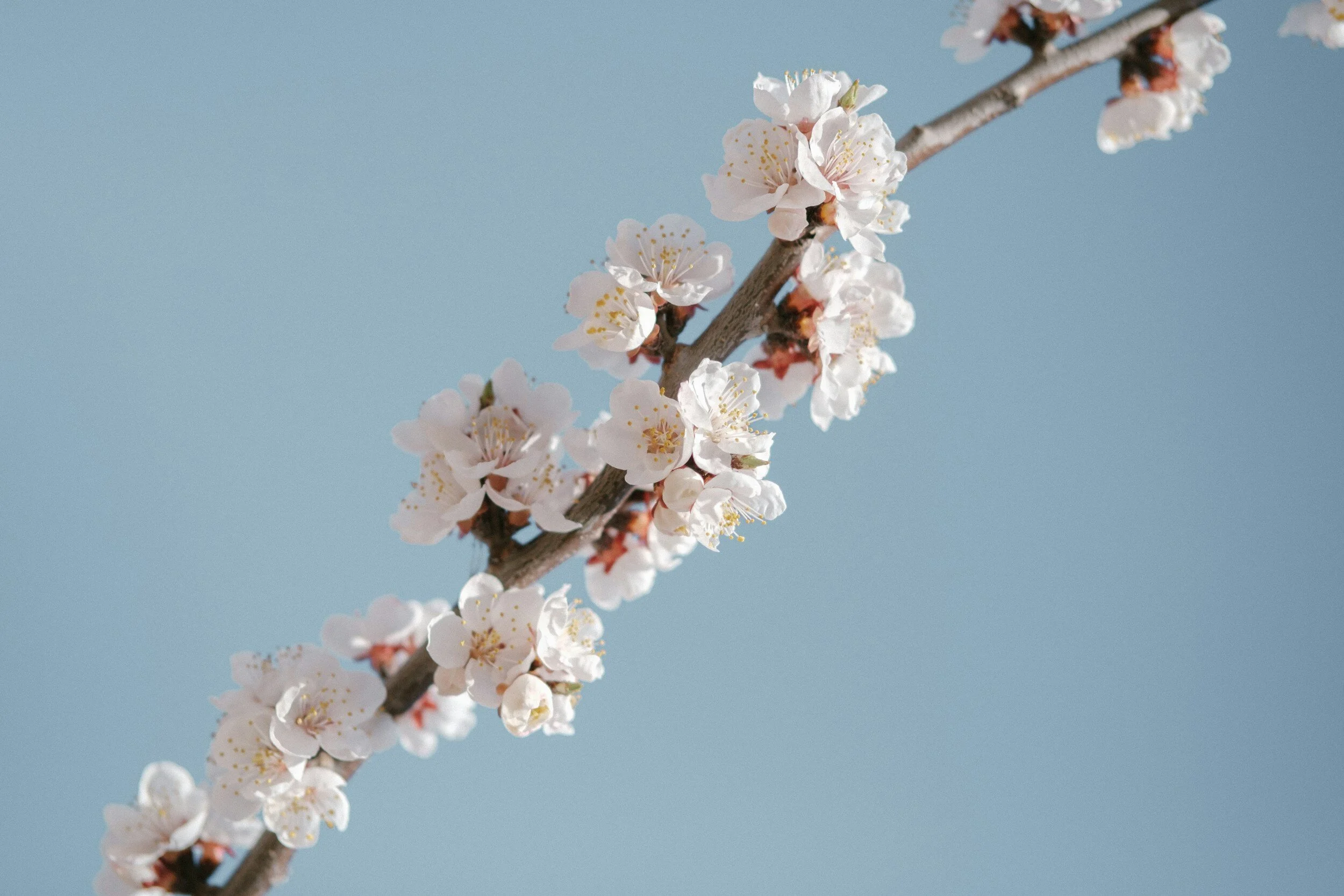 Tai Ji Acupuncture and Herbal
