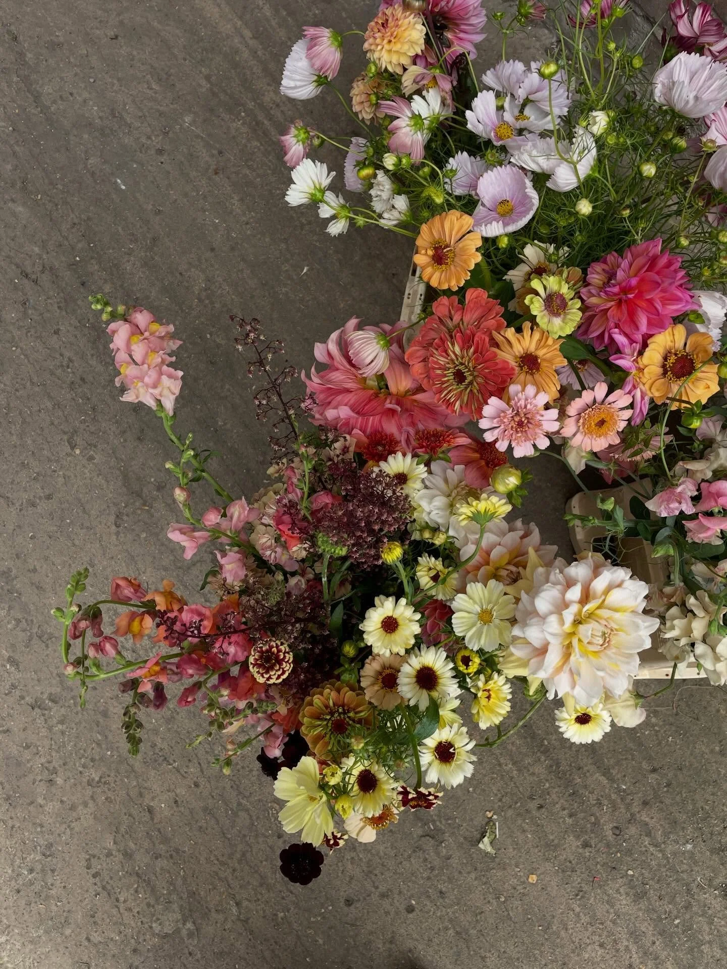 Buckets full of blooms are just around the corner corner kids, I promise. 

&bull;
&bull;
&bull;
&bull;
&bull;
#londonweddingflorist #sustainableweddingflowers #flowerstagram #weddingflowers #colourfulflowers