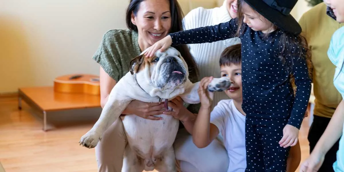 Are English Bulldogs Good Family Dogs — Westbury Bulldogs