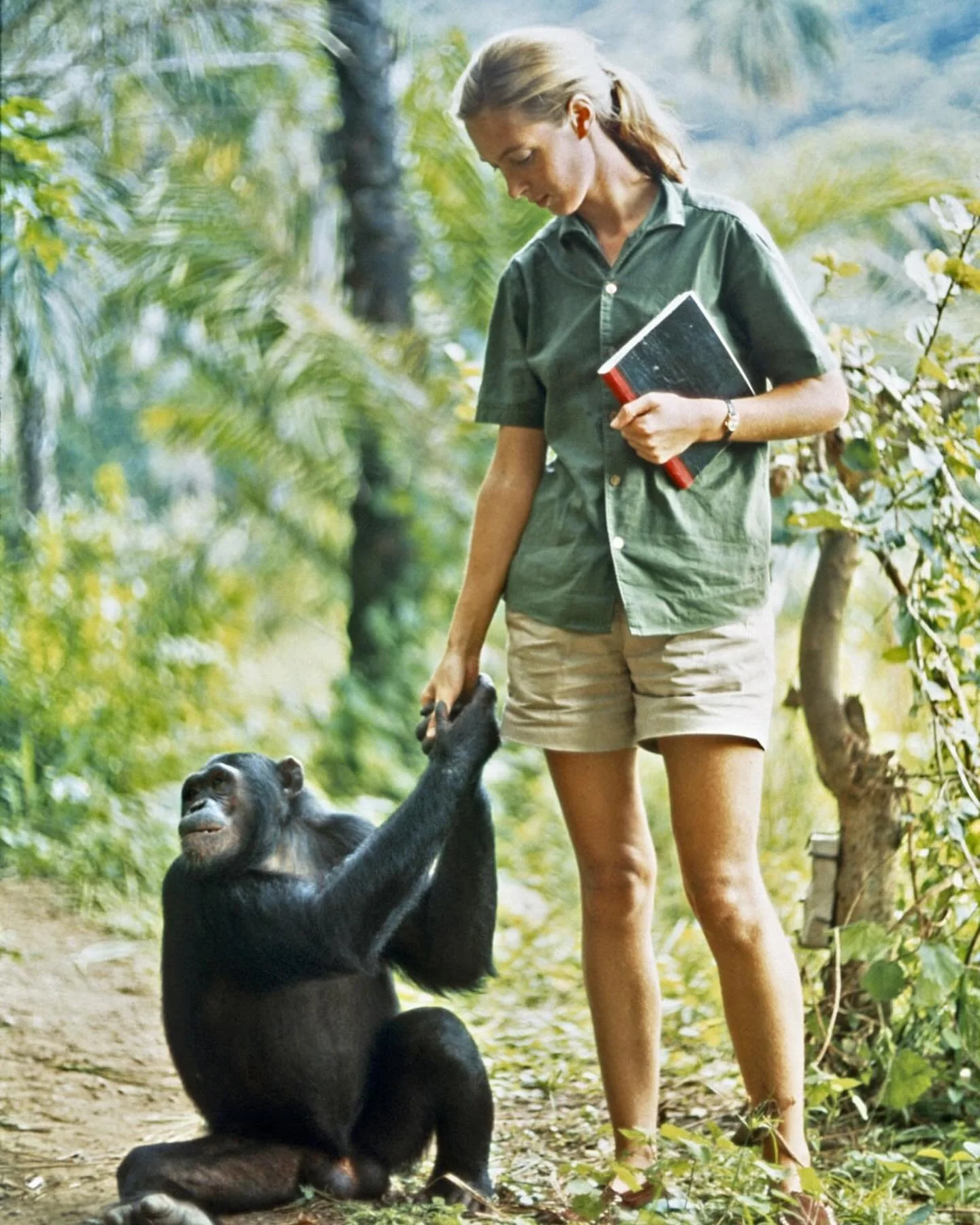 A great Tara has passed. 🌈
Deeply grateful for the immense contribution Jane Goodall made to humanity, to conservation, and to our understanding of the sentience of beings in the wild.🦍🌿

In her book Embodying Tara, @loponchandra recognizes Jane G