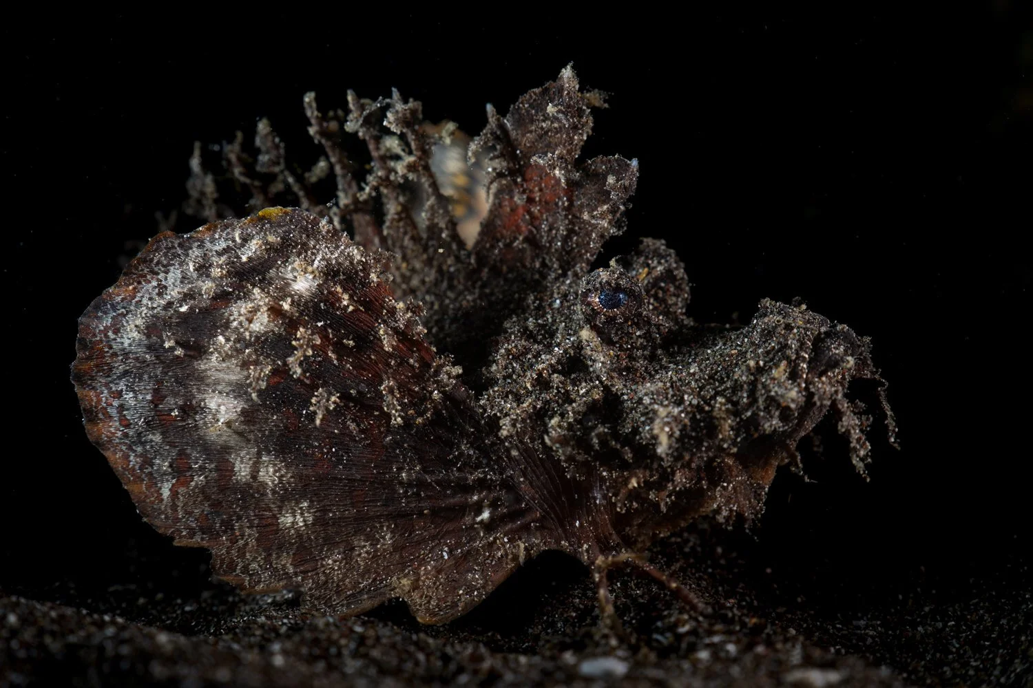 Demon stinger (Inimicus didactylus) - Lembeh Strait, Indonesia
