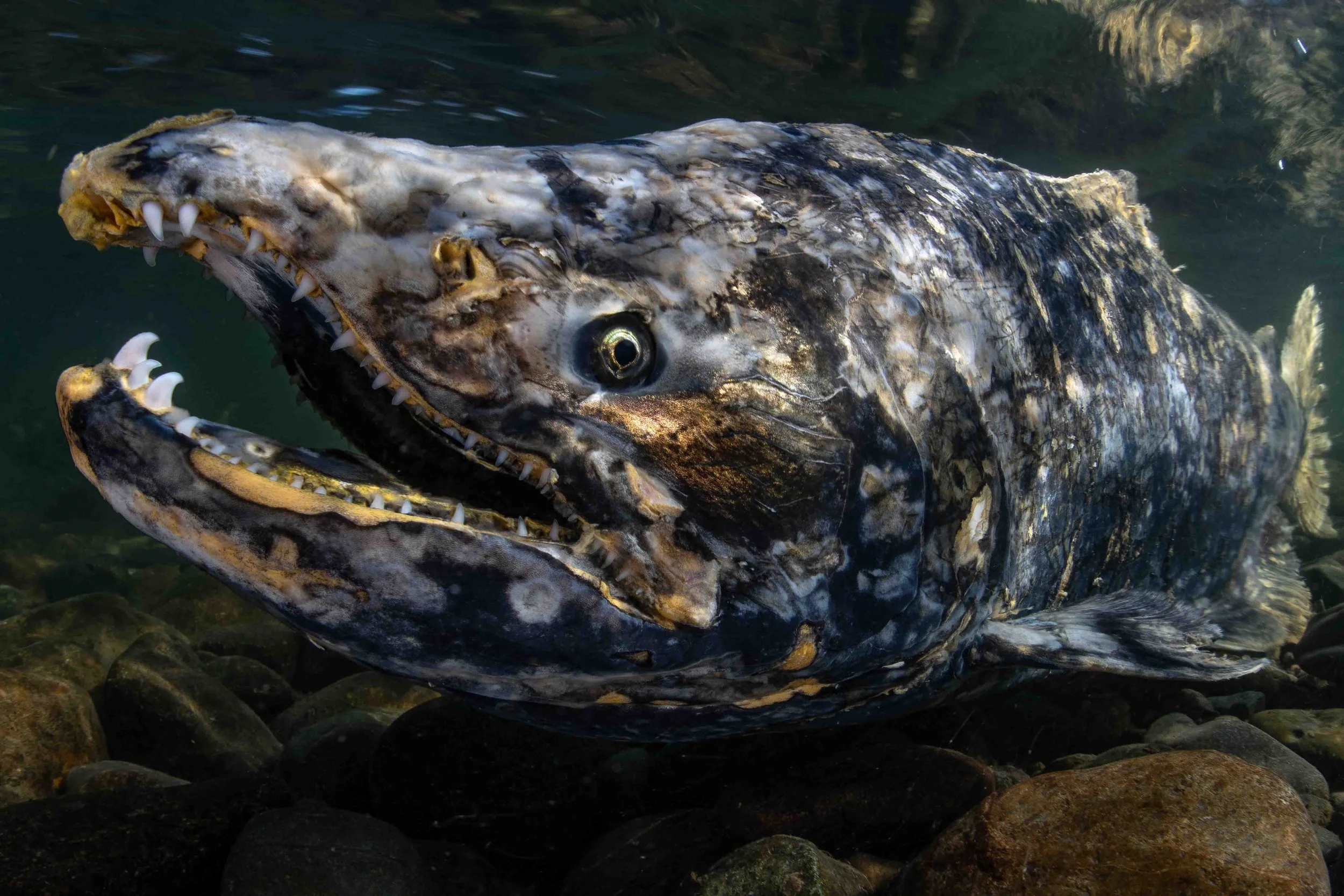 Chinook salmon (Oncorhynchus tshawytscha) - California, United States