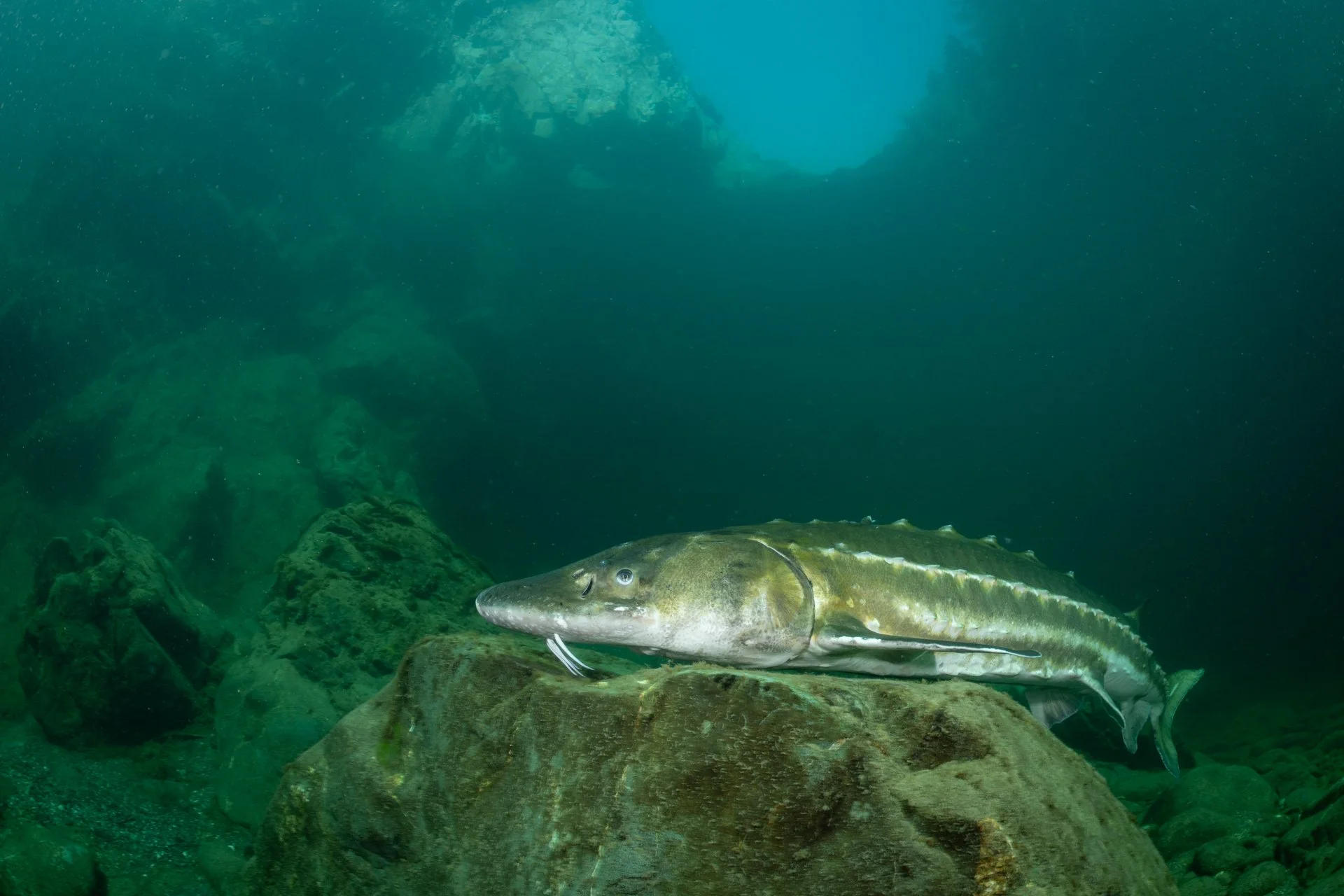 Green sturgeon (Acipenser medirostris) - California, United States