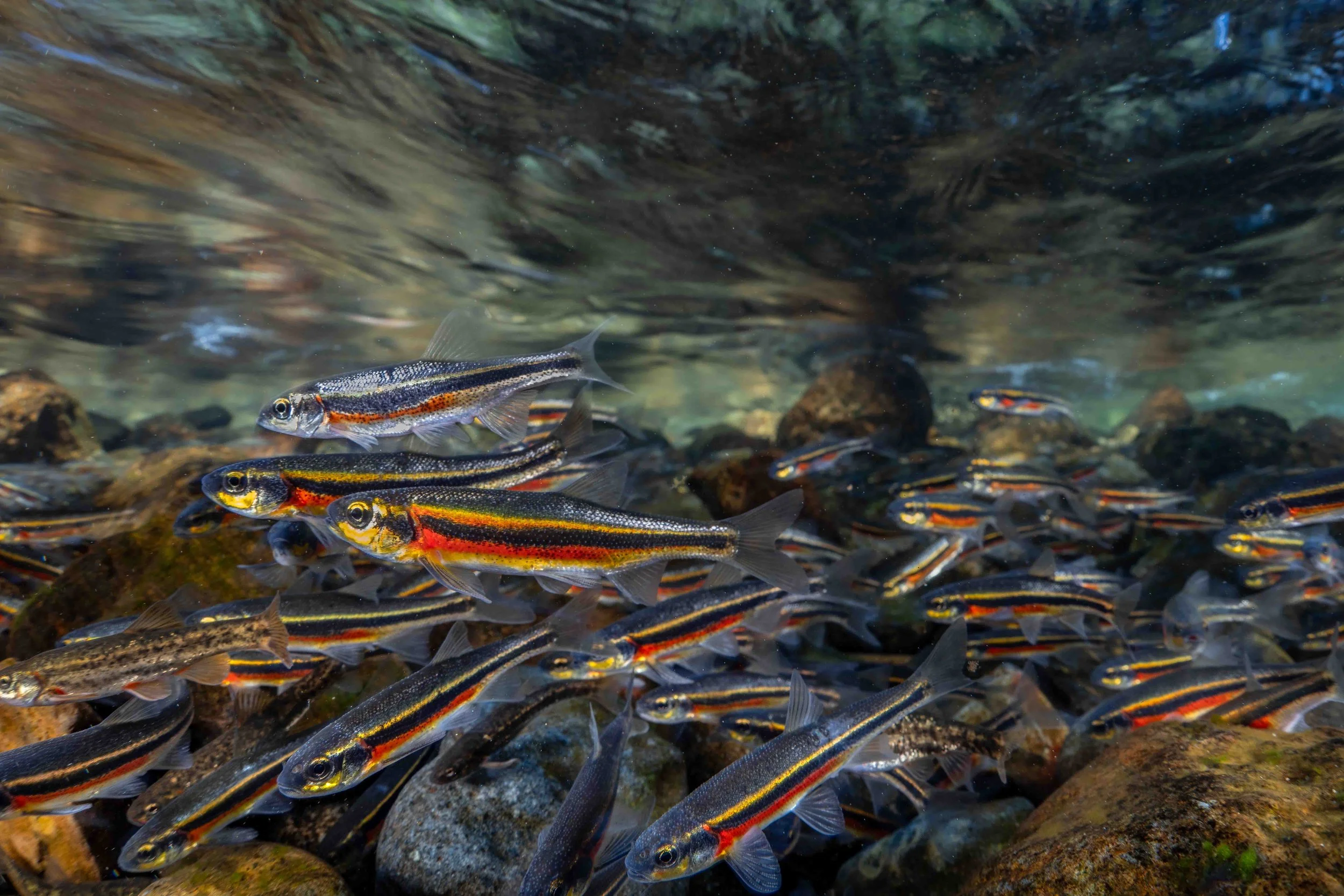 Lahontan redside (Richardsonius egregius) and speckled dace (Rhinichthys osculus) - California, United States