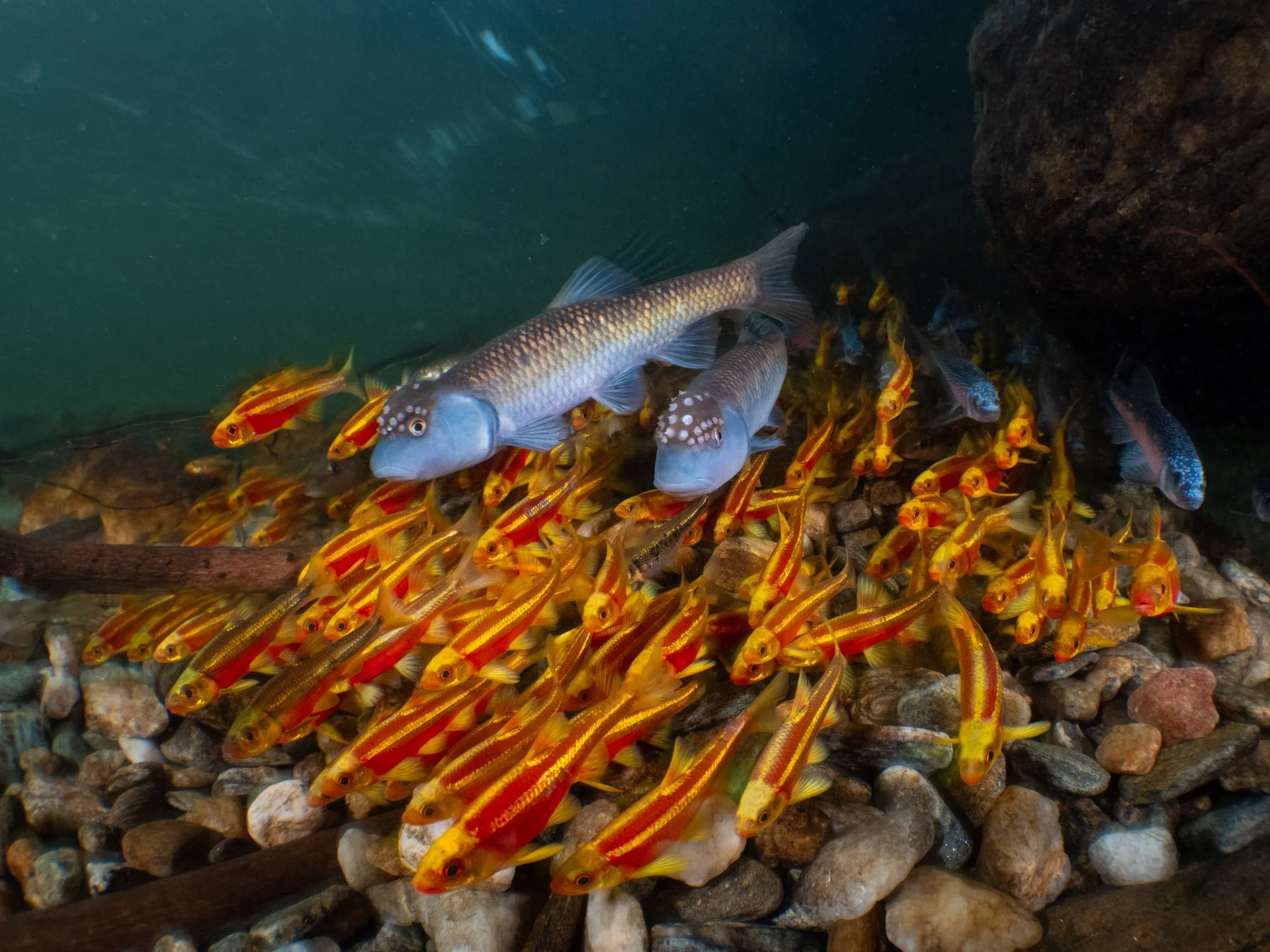 Bluehead chubs (Nocomis leptocephalus) & nest associates - North Carolina, United States