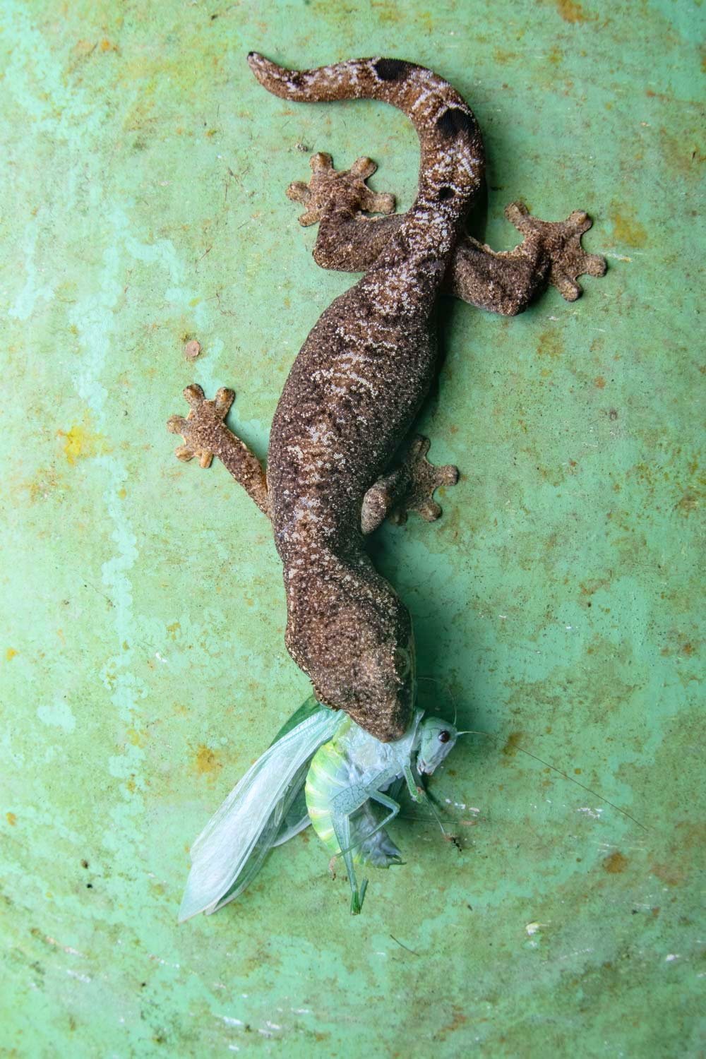 Southern turnip-tailed gecko (Thecadactylus solimoensis) feeding on a katydid - Napo, Ecuador