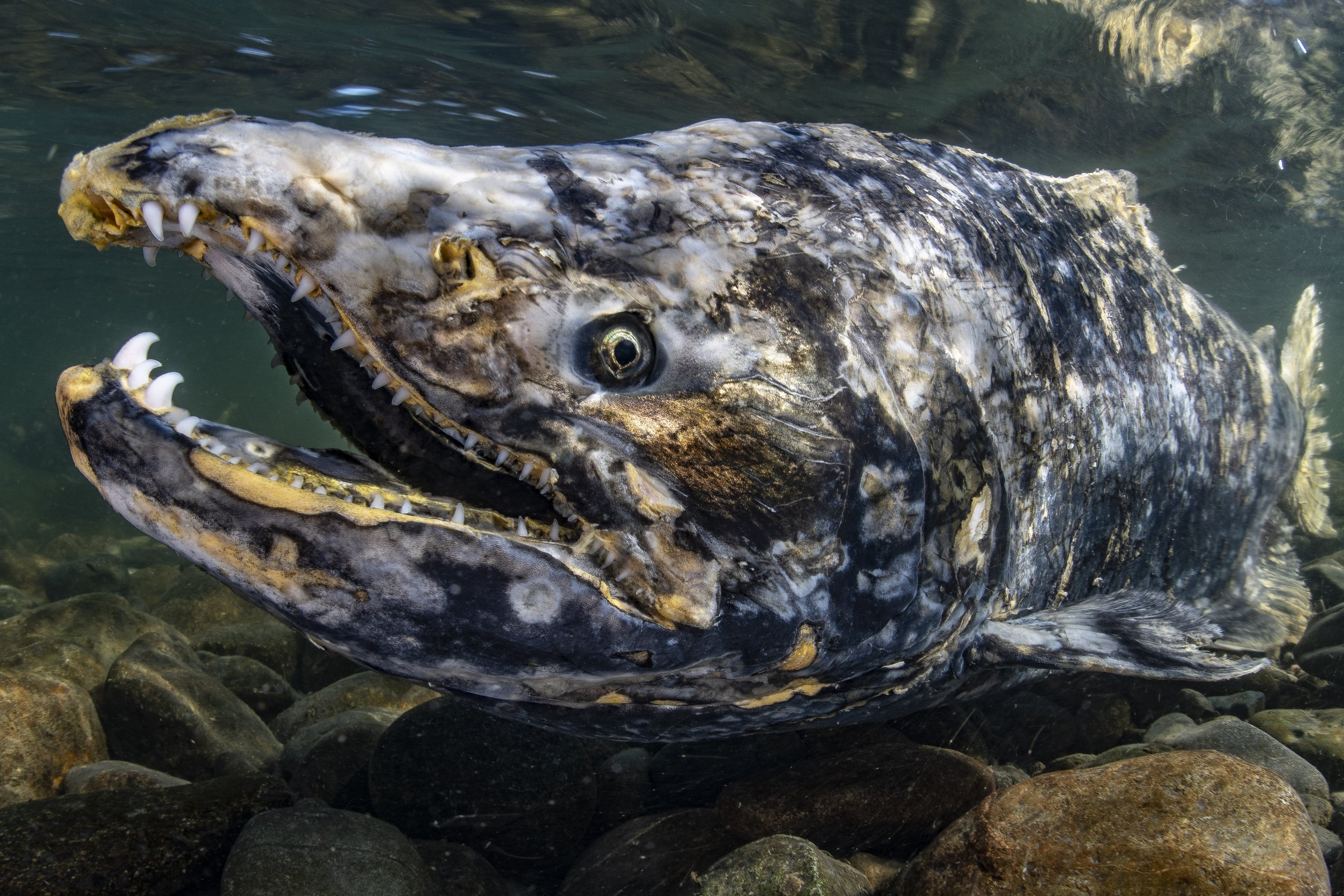 Chinook salmon (Oncorhynchus tshawytscha) - California, United States