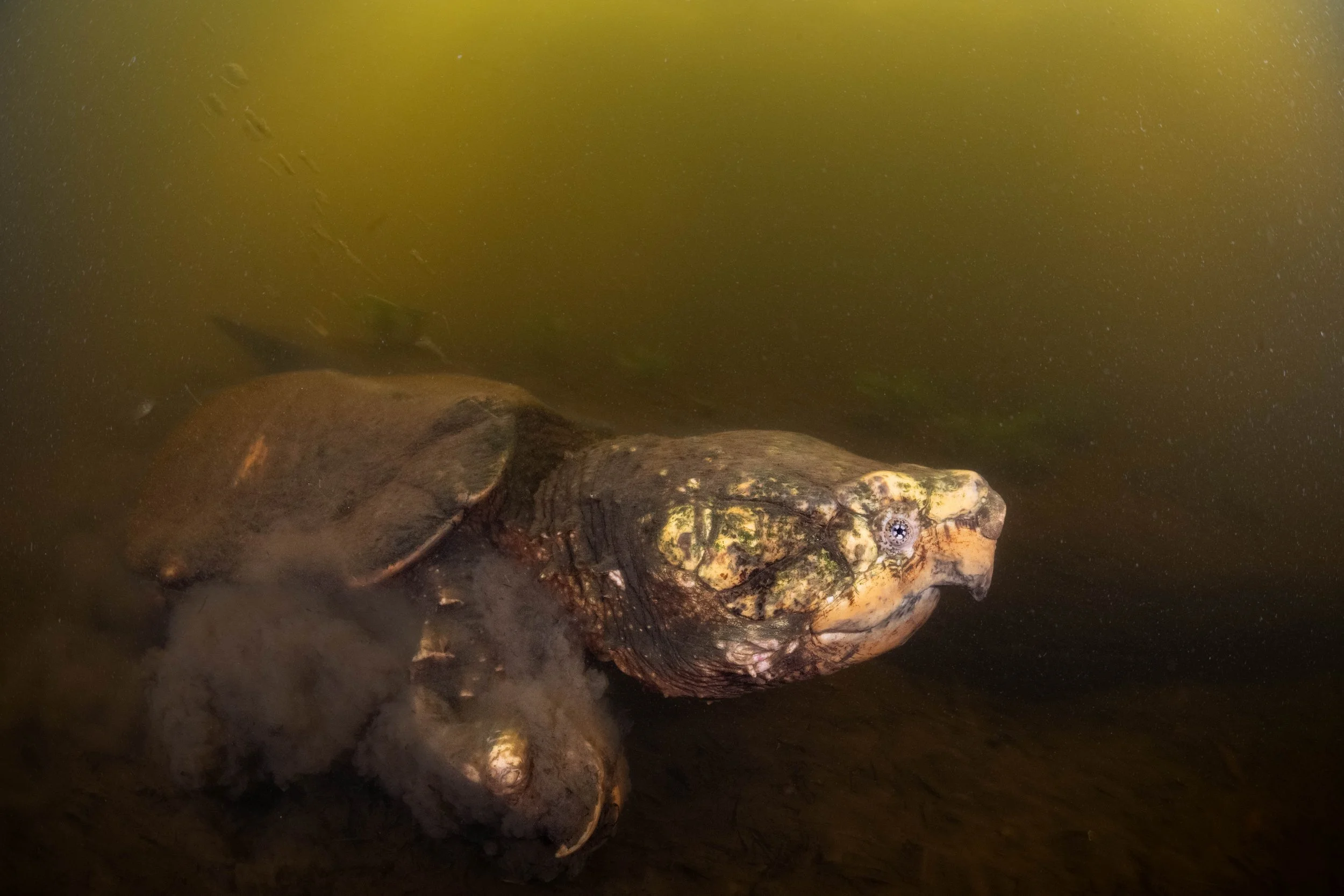 Suwannee alligator snapping turtle (Macrochelys suwanniensis) - Florida, United States 