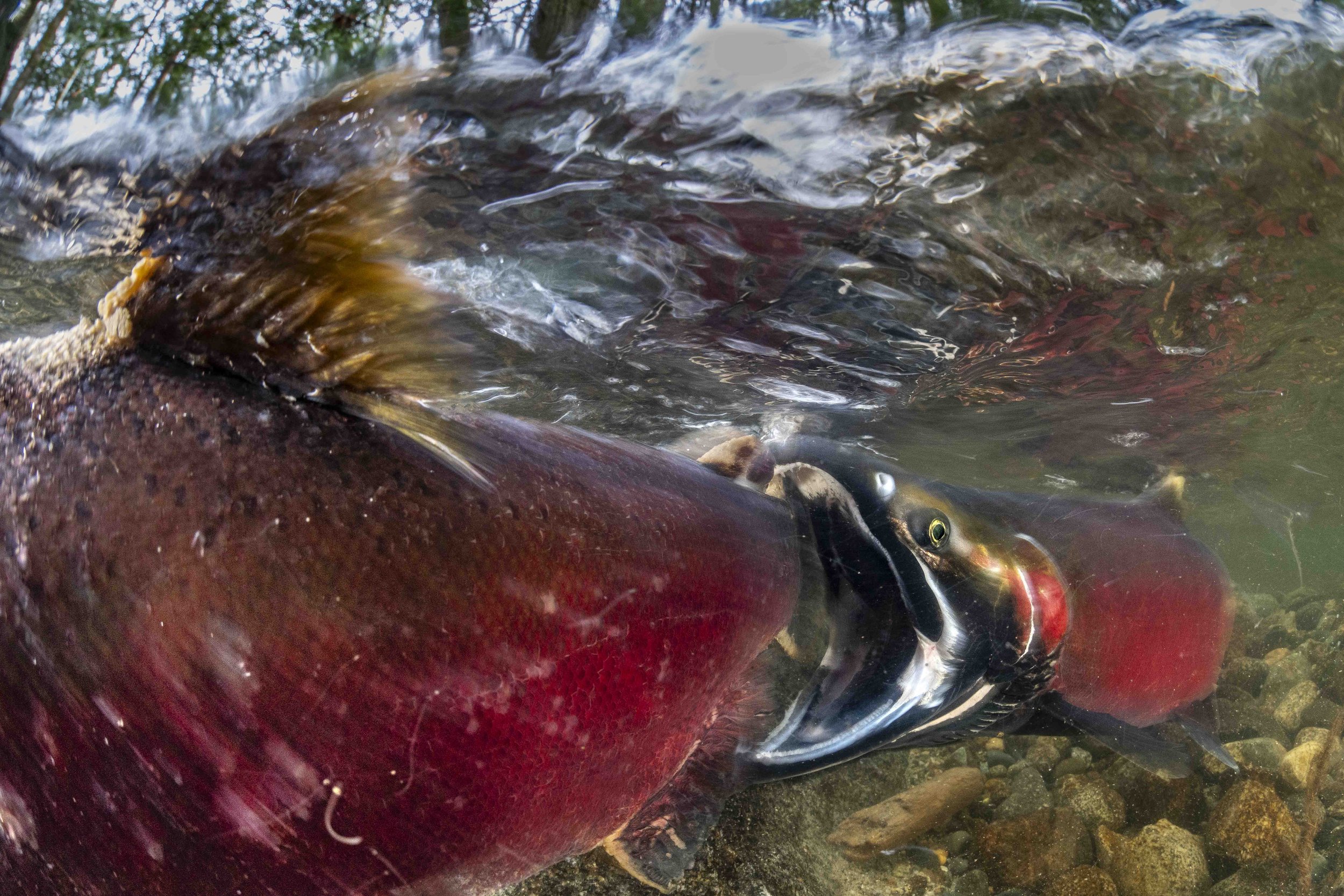 Coho salmon (Oncorhyncus kisutch) - British Columbia, Canada