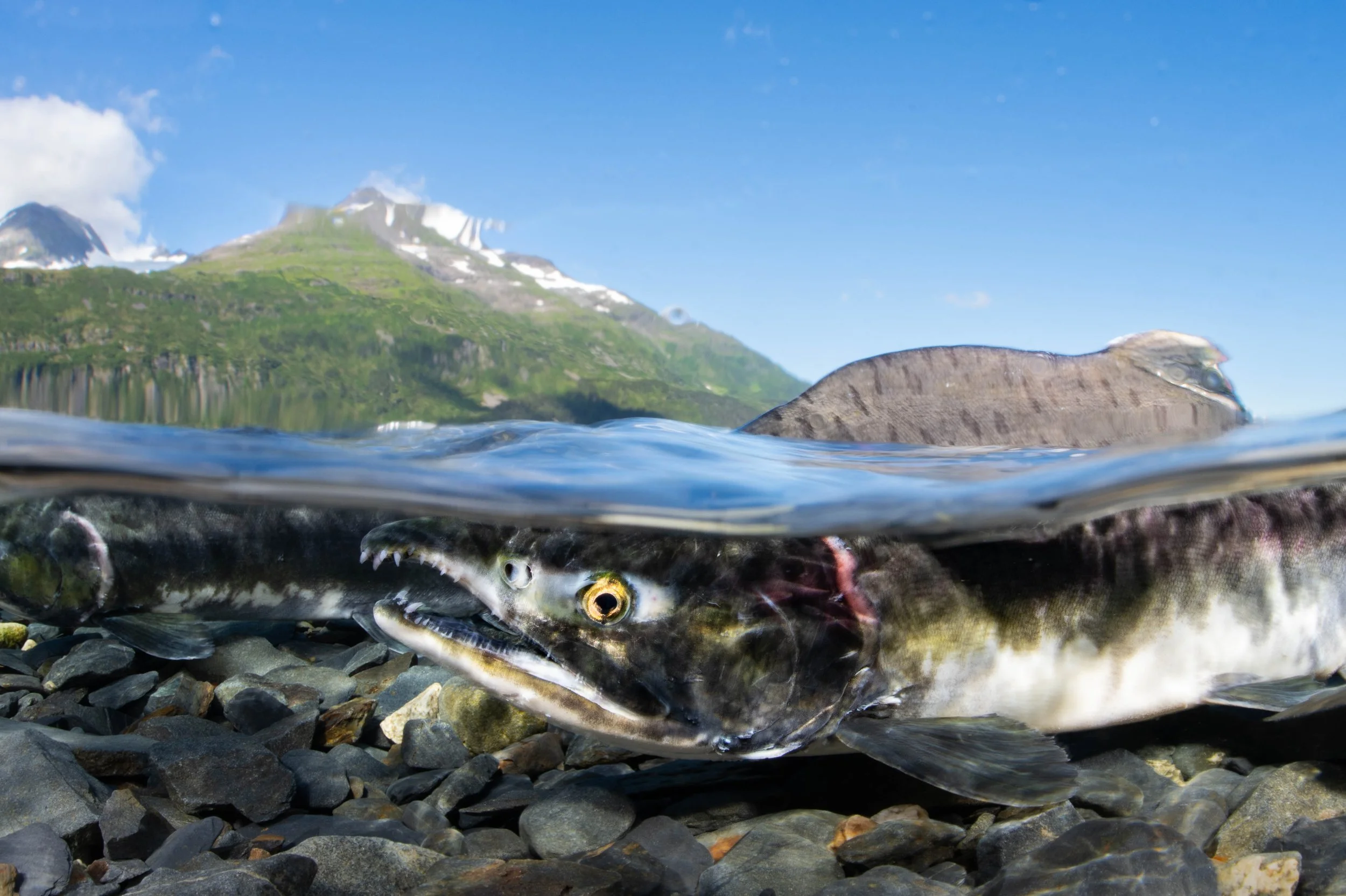 Pink salmon (Oncorhynchus gorbuscha) - Alaska, United States