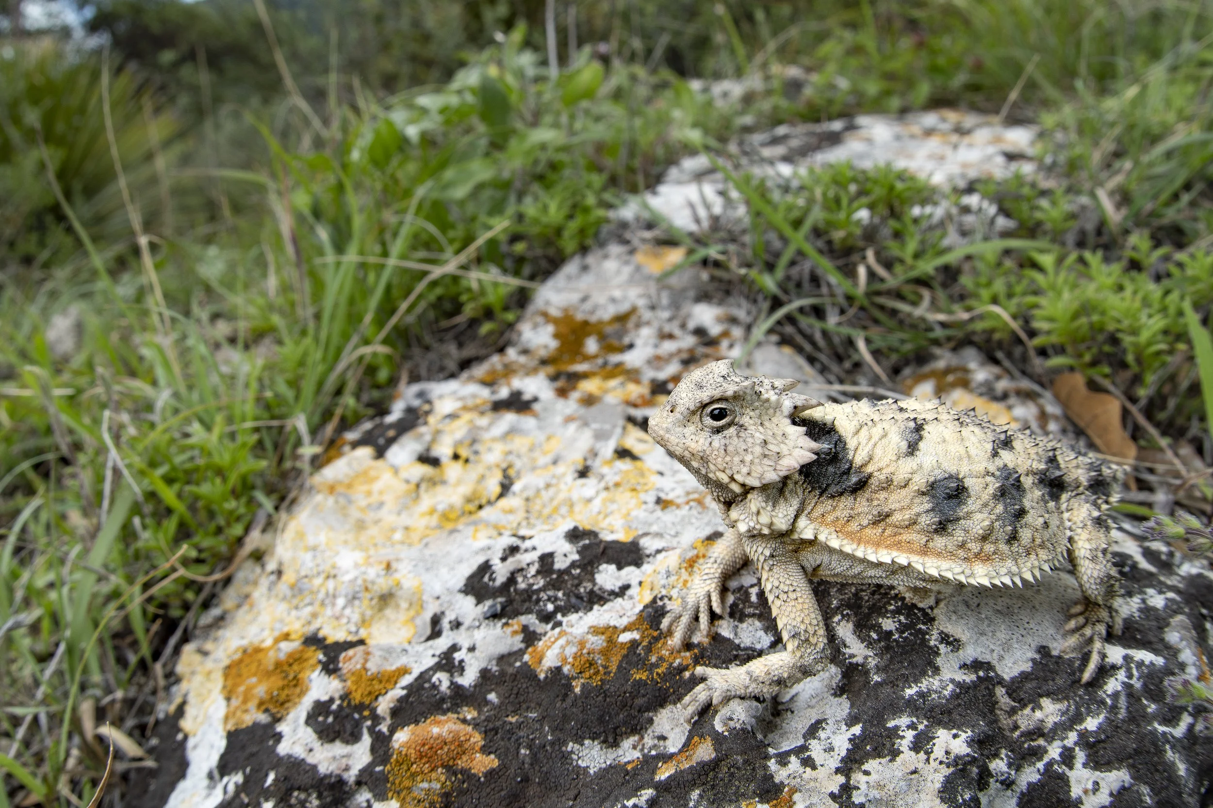 Short-tailed horned lizard (Phrynosoma braconnieri) - Puebla, Mexico