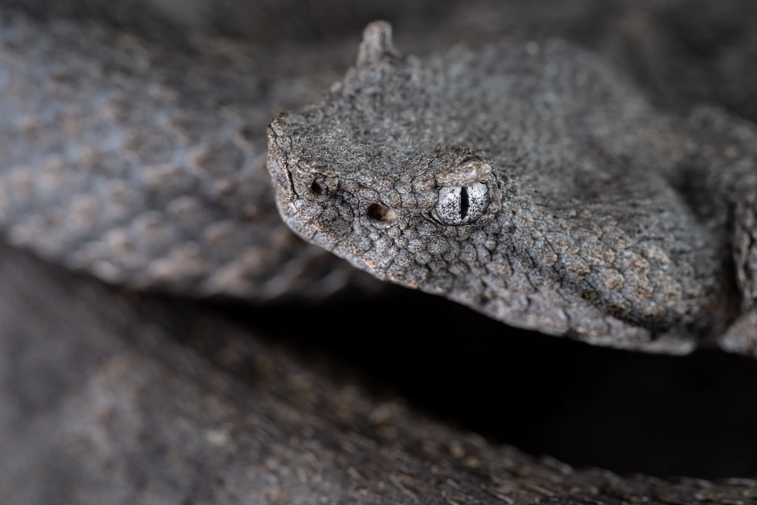 Black-tailed horned pit viper (Mixcoatlus melanurus) - Puebla, Mexico