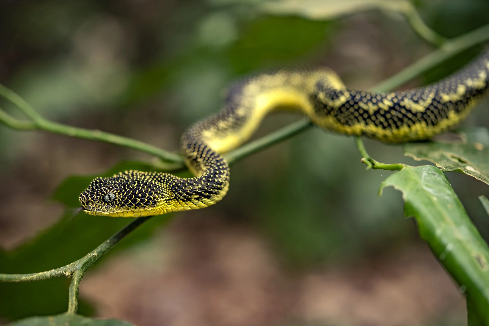 Mount Kenya bush viper (Atheris desaixi) - Tharaka-Nithi County, Kenya