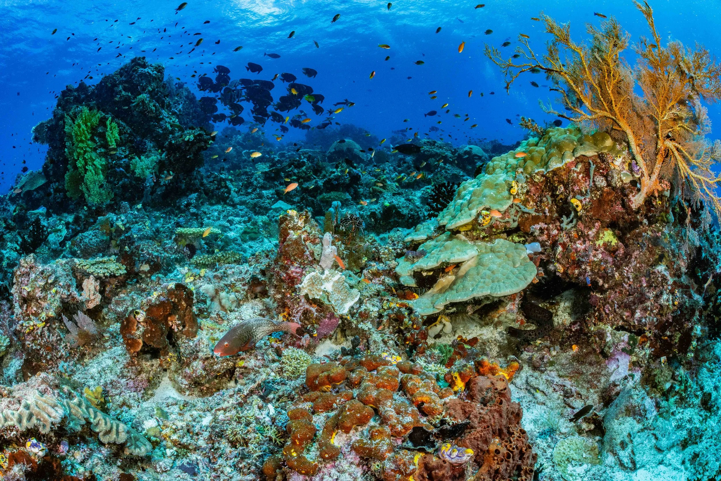 Reefscape - Raja Ampat, Indonesia
