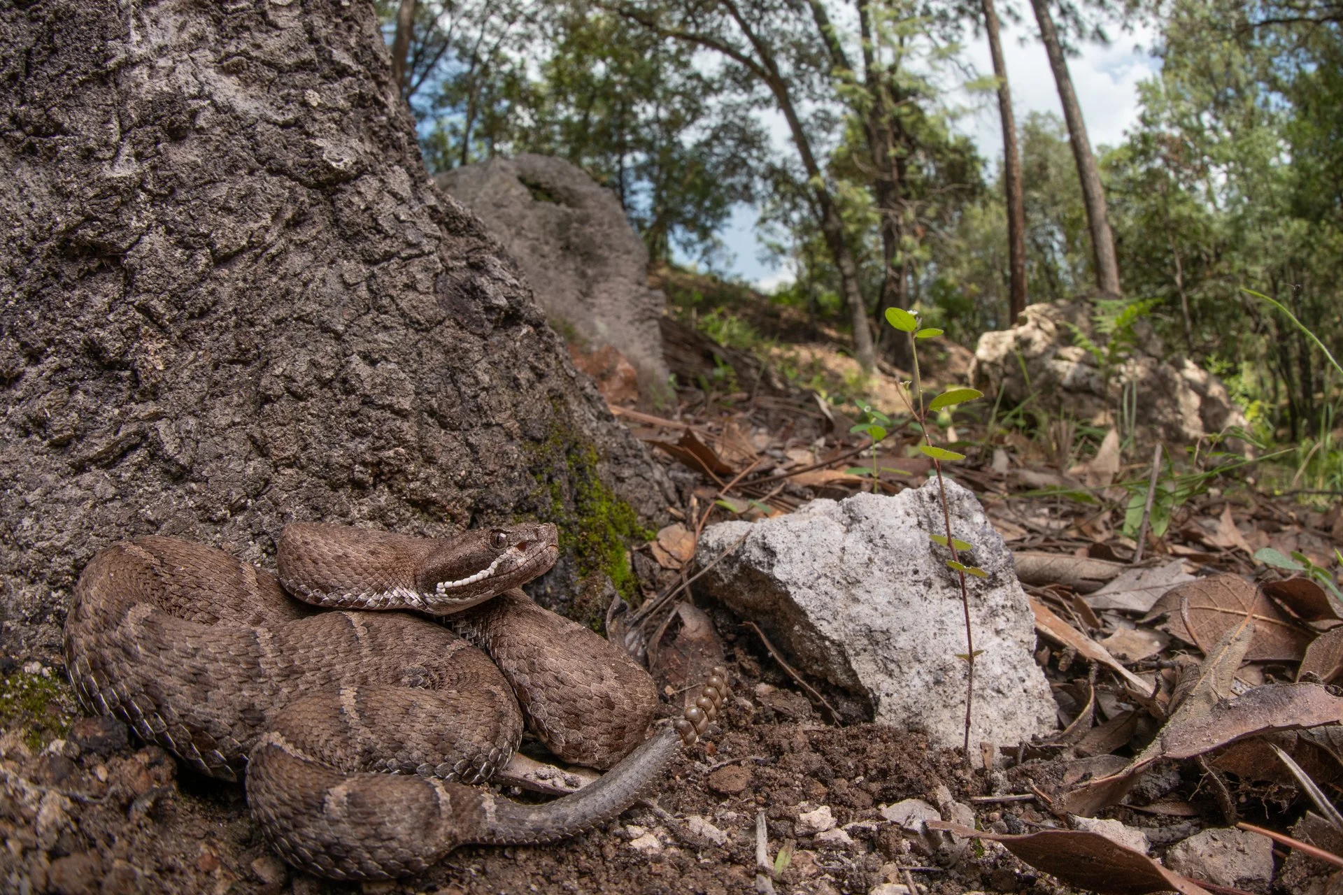 Western Chihuahan ridge-nosed rattlesnake (Crotalus willardi silus) - Sonora, México 