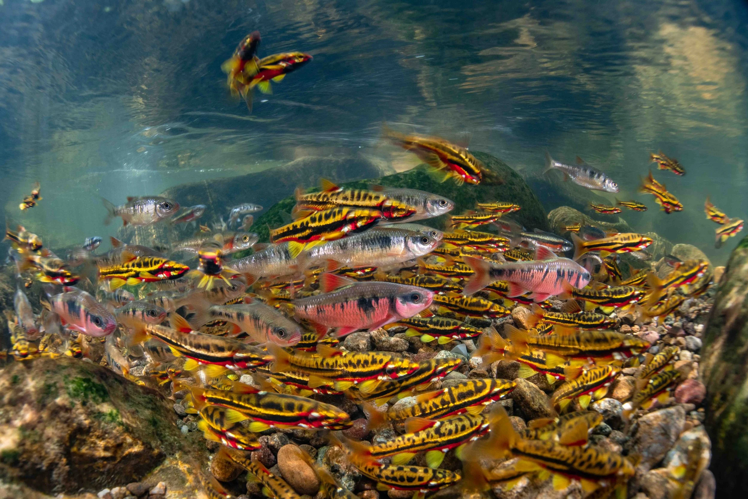 Mountain redbelly dace (Chrosomus oreas), crescent shiners (Luxilus cerasinus), and rosyside dace (Clinostomus funduloides) gather over a bluehead chub (Nocomis leptocephalus) nest - Virginia, United States