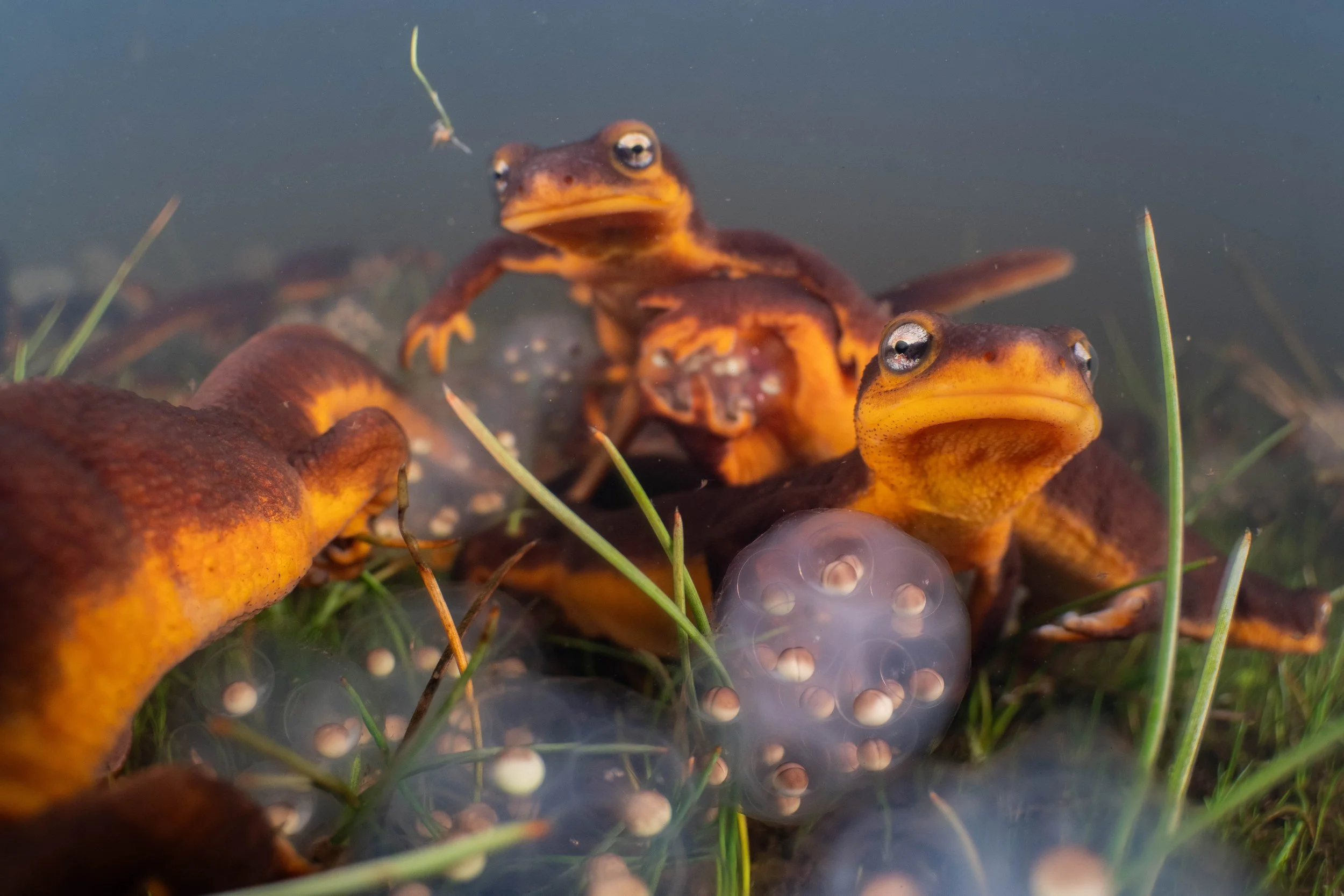 California newts (Taricha torosa) - California, United States 