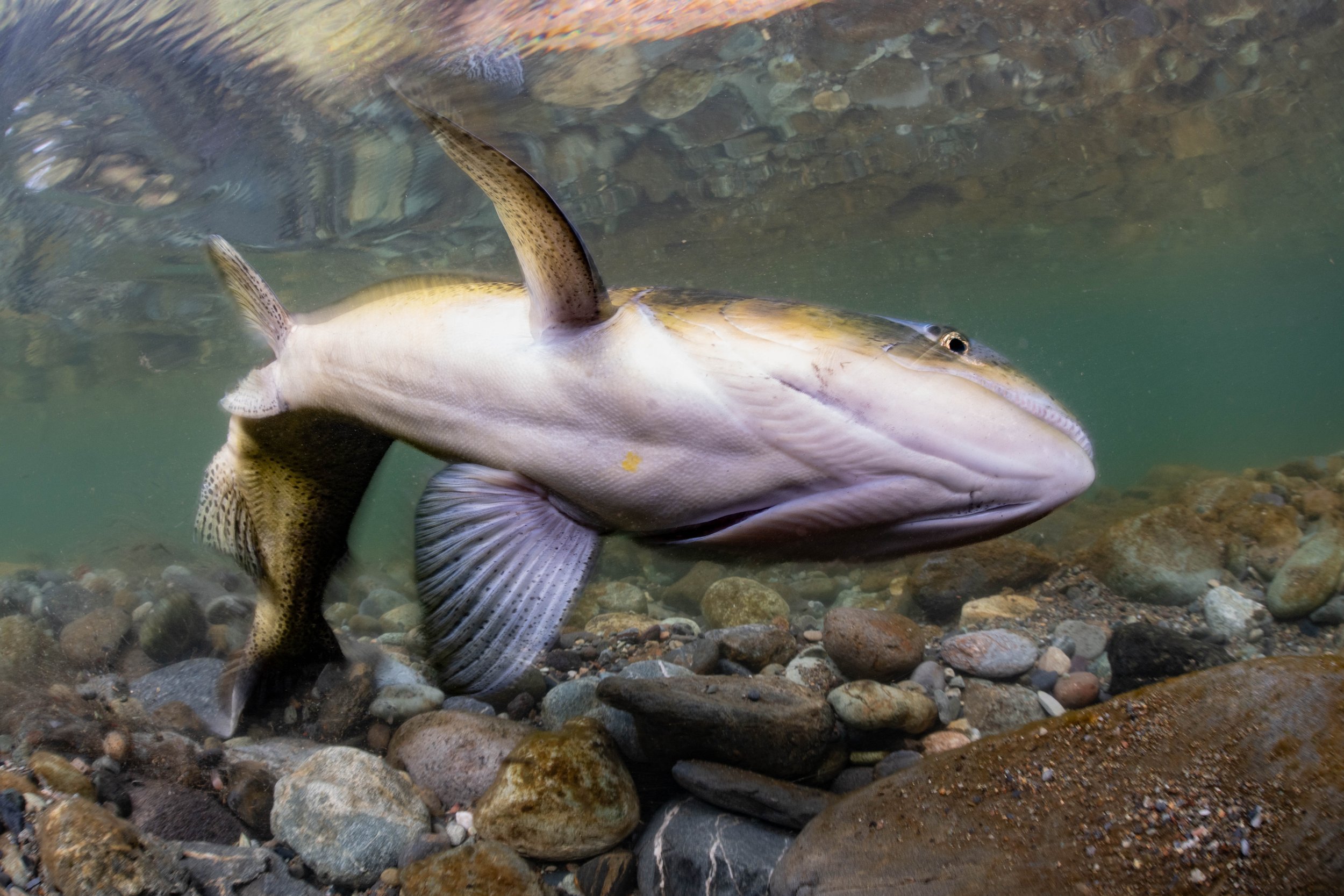 Central Valley spring-run Chinook salmon (Oncorhynchus tshawytscha) - California, United States