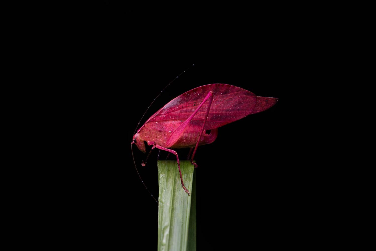 False leaf katydid (Orophus tessellatus) - Pichincha, Ecuador