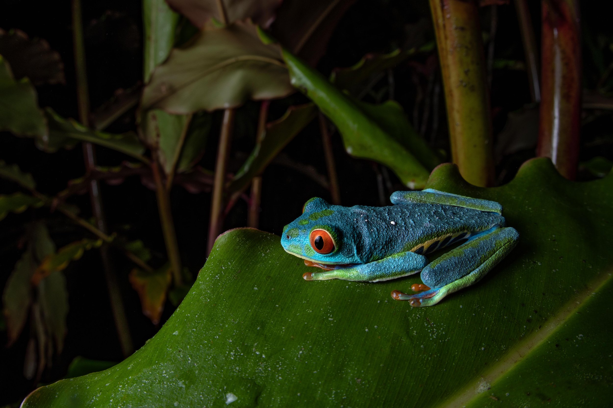 Red-eyed tree frog (Agalychnis callidryas) - Alajuela, Costa Rica