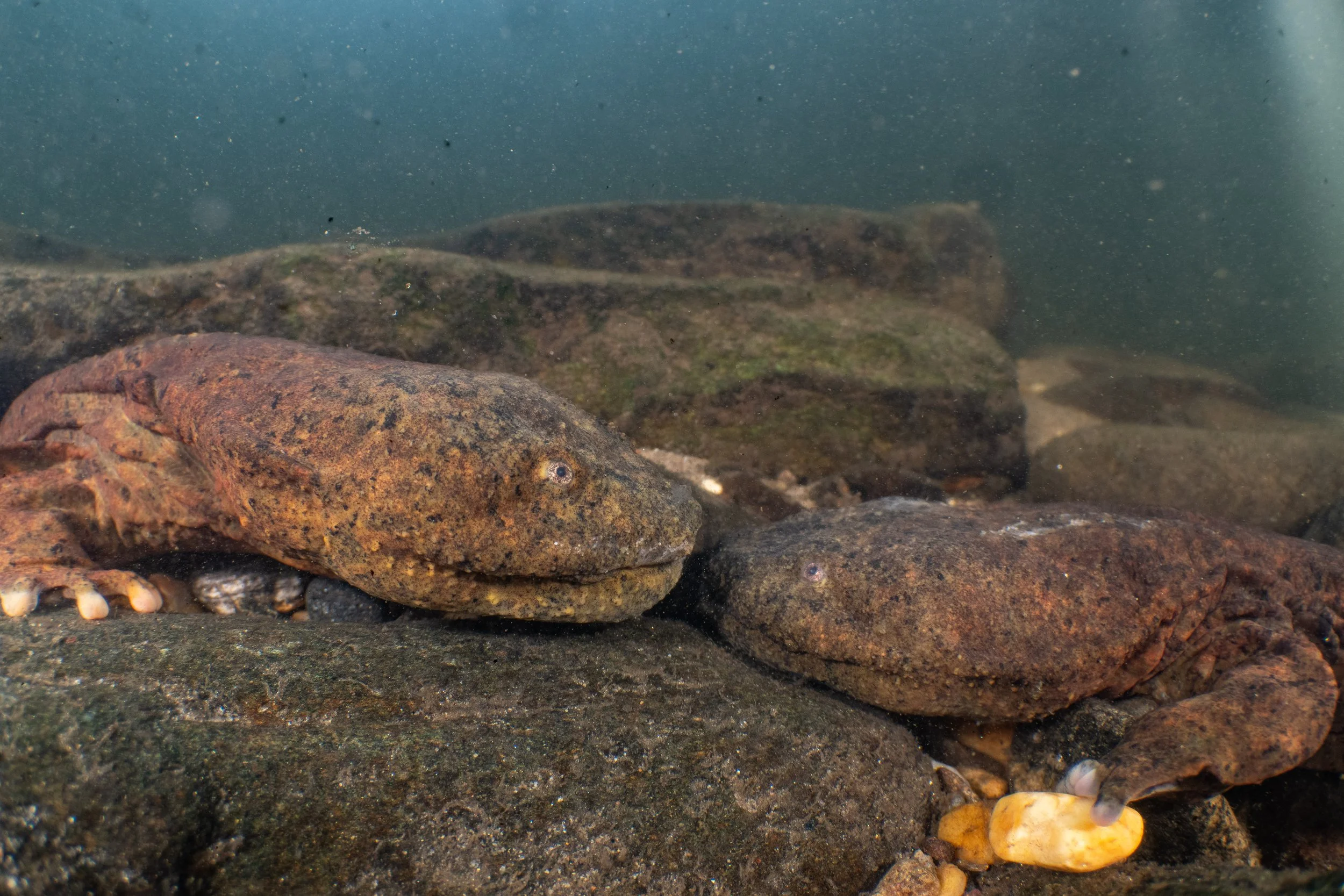 Eastern hellbenders (Cryptobranchus alleganiensis) - North Carolina, United States