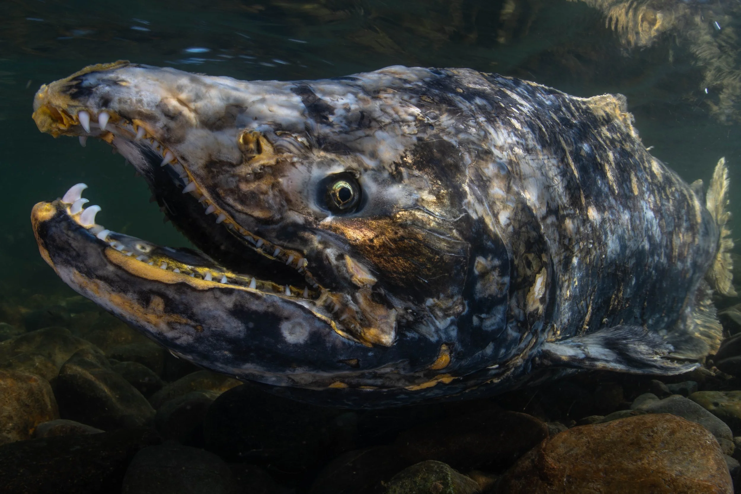 Chinook salmon (Oncorhynchus tshawytscha) - California, United States