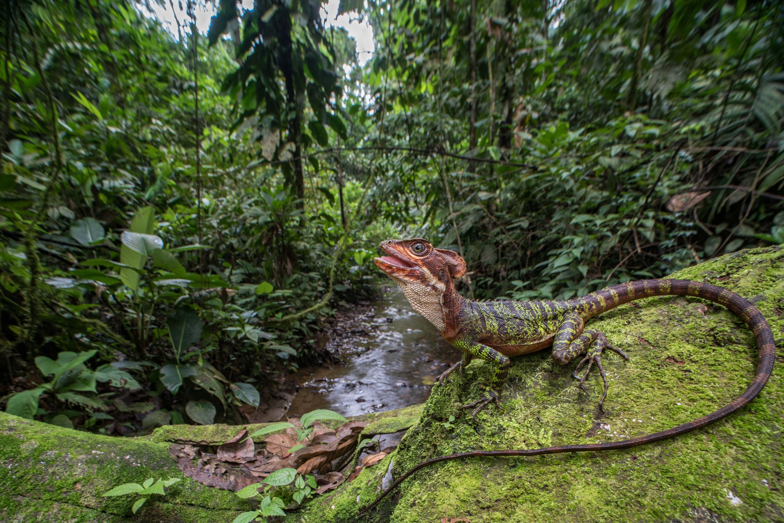 Western basilisk (Basiliscus galeritus) - Esmeraldas, Ecuador