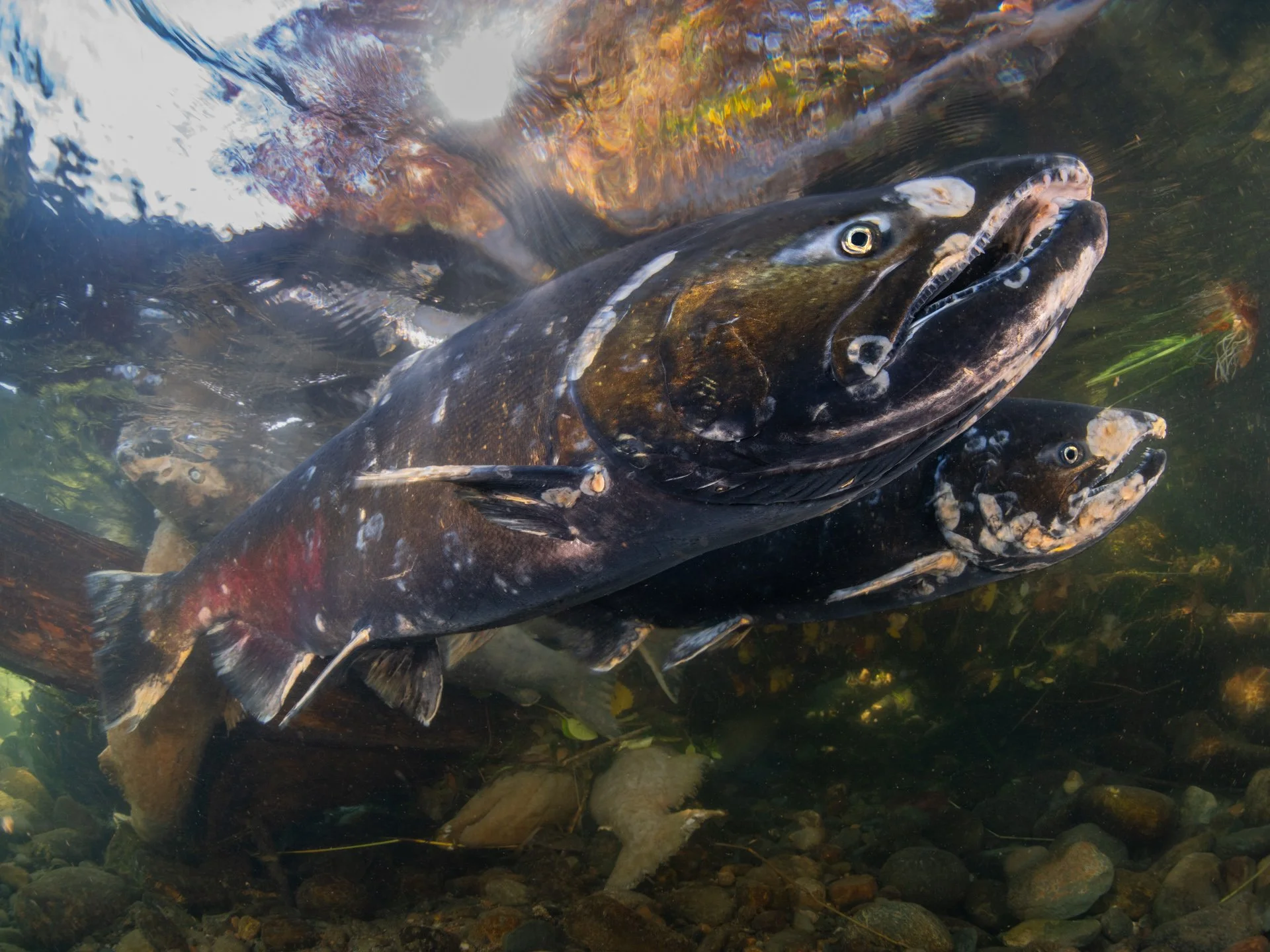 Chinook salmon (Oncorhynchus tshawytscha) - California, United States