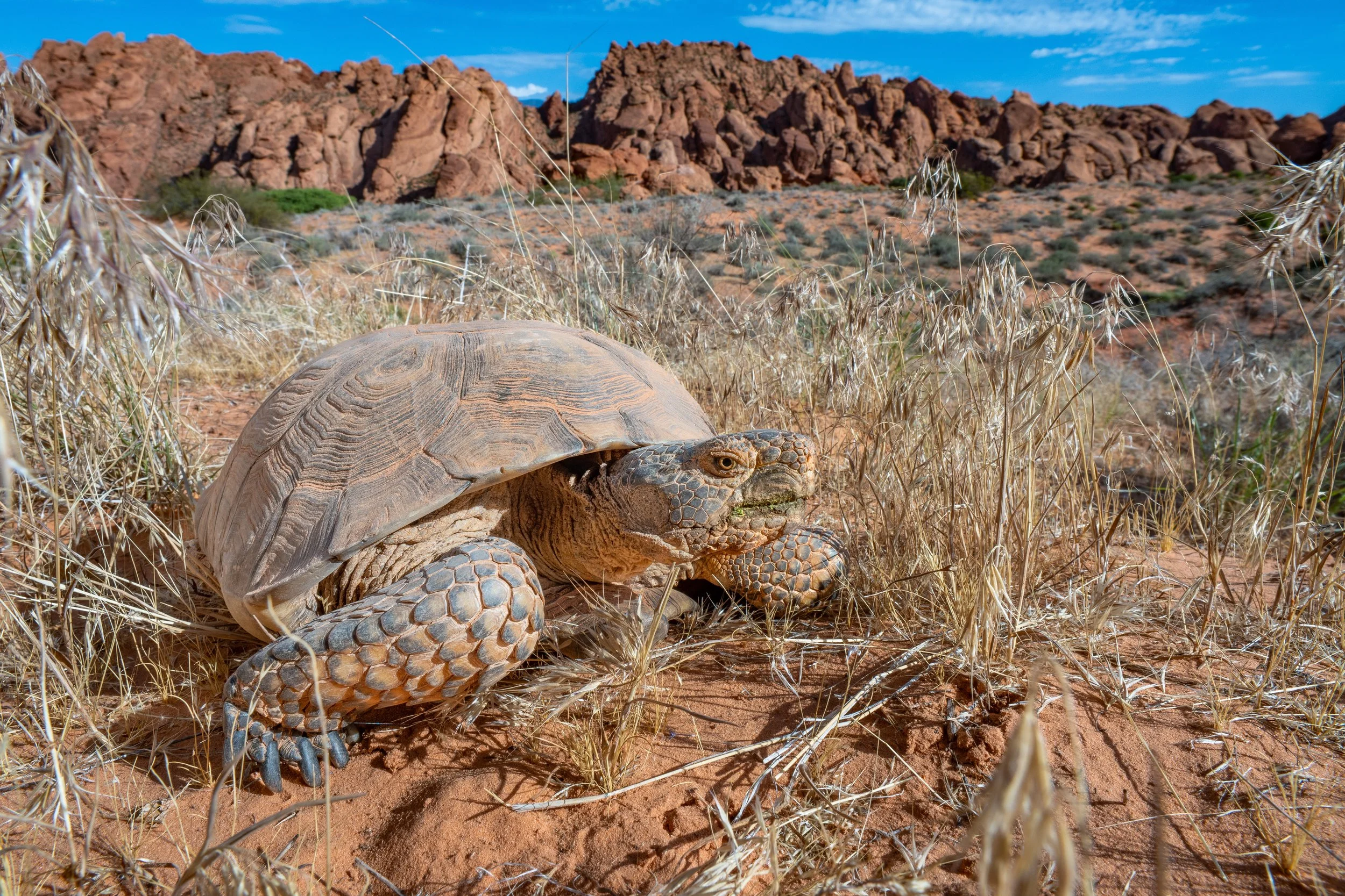 Mojave desert tortoise (Gopherus agassizii) - Utah, United States