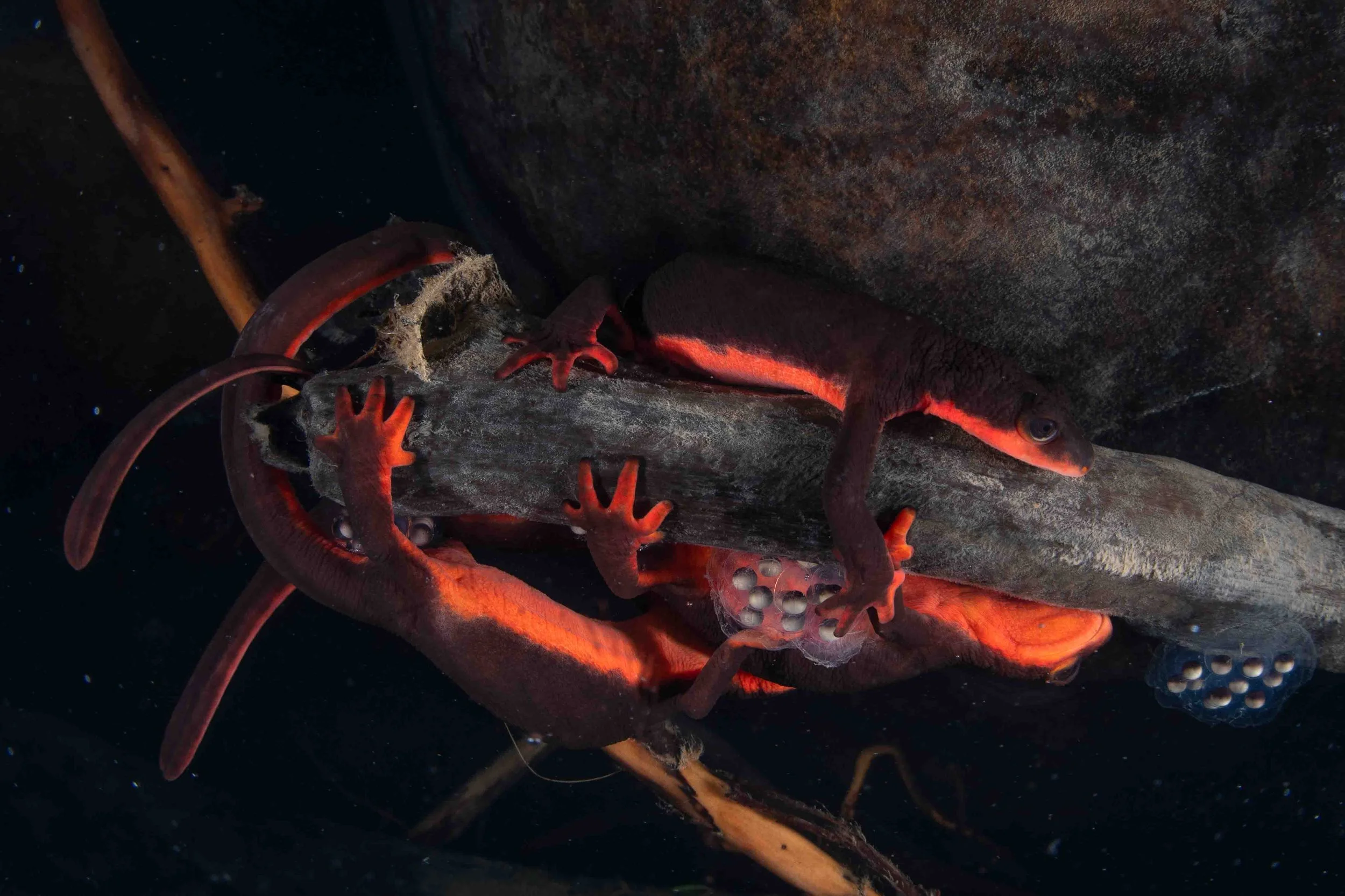 Red-bellied newts and eggs (Taricha rivularis) - California, United States