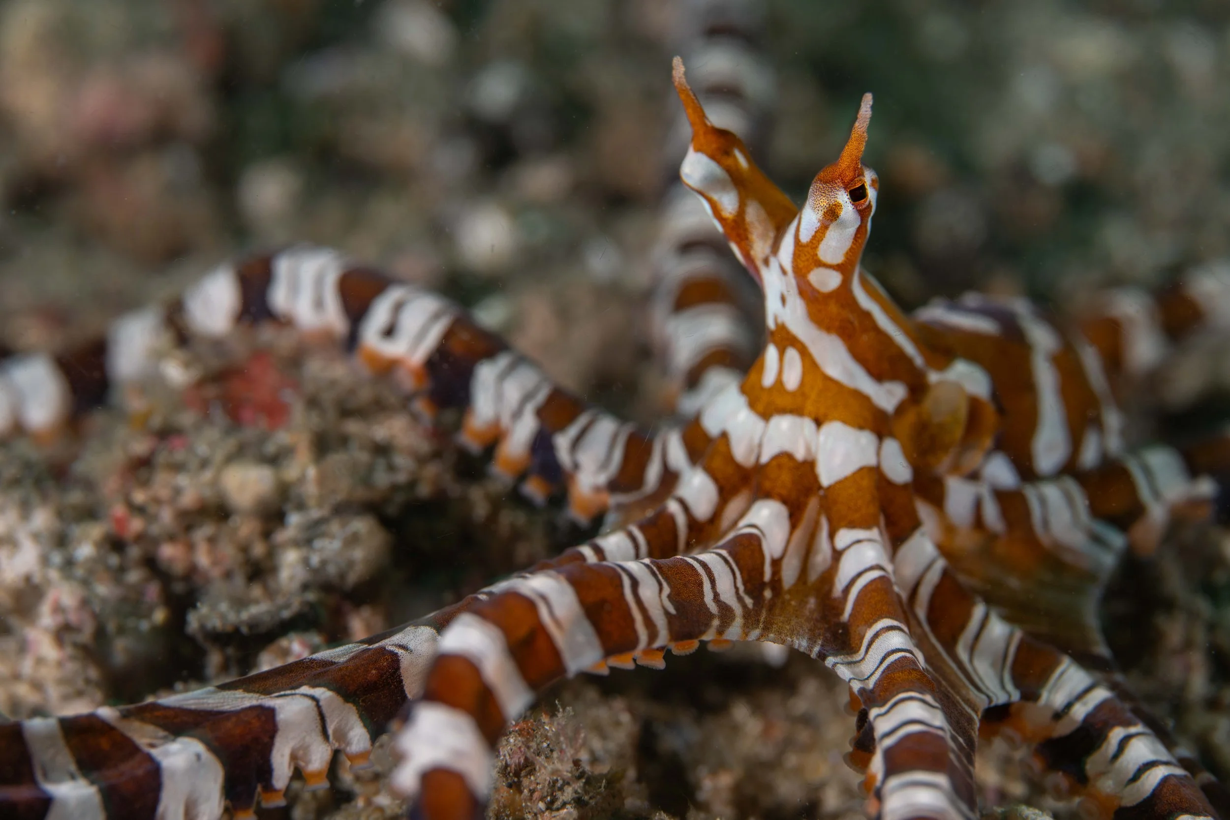 Wunderpus (Wunderpus photogenicus) - Lembeh Strait, Indonesia