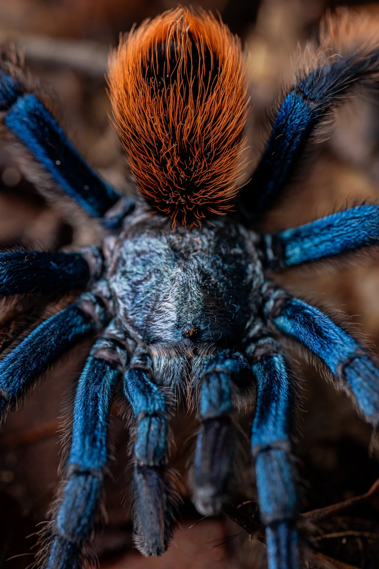 Mexican jade fuego tarantula (Aphonopelma mooreae) - Sonora, Mexico