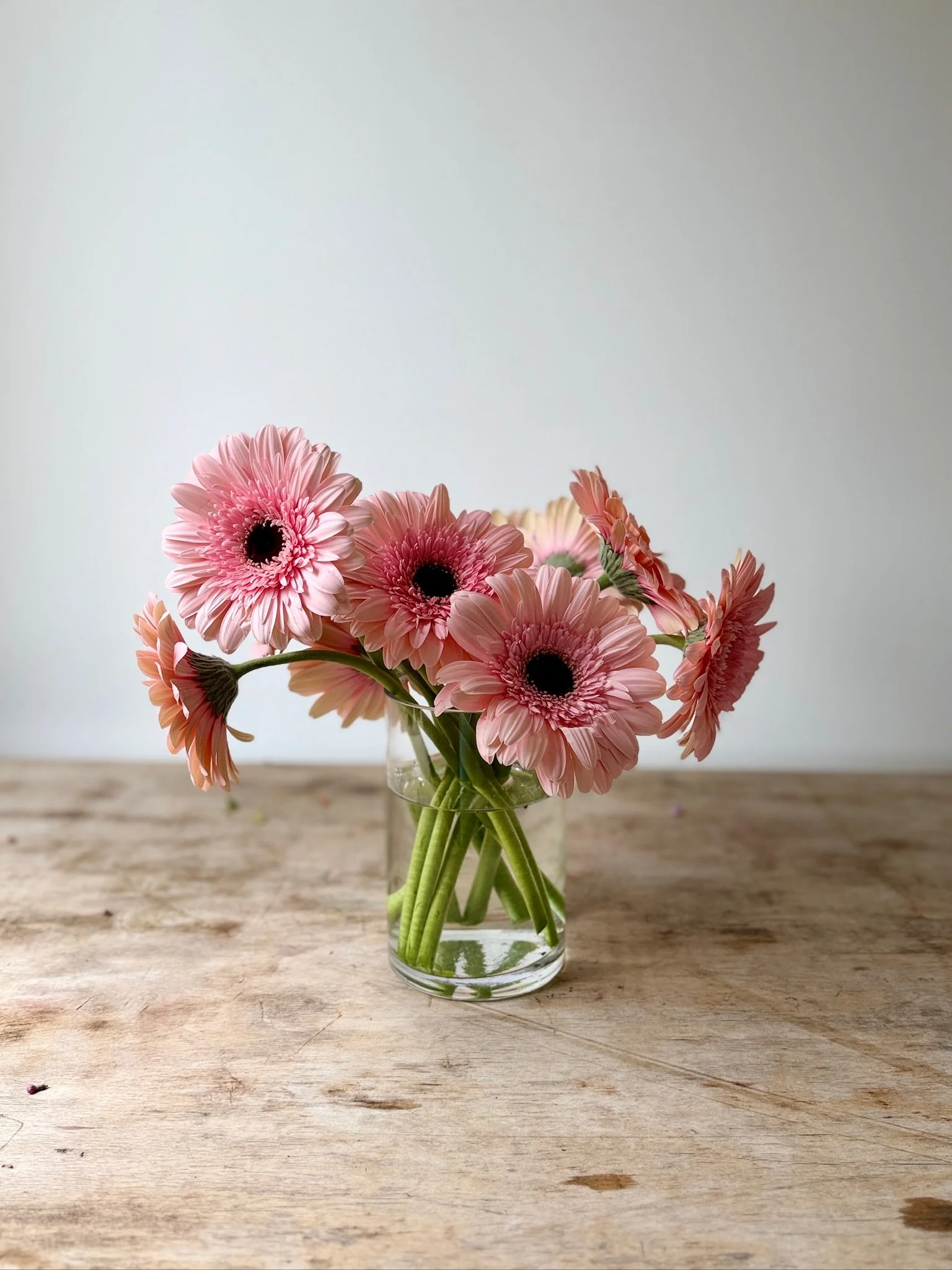 Gerbera Daisies