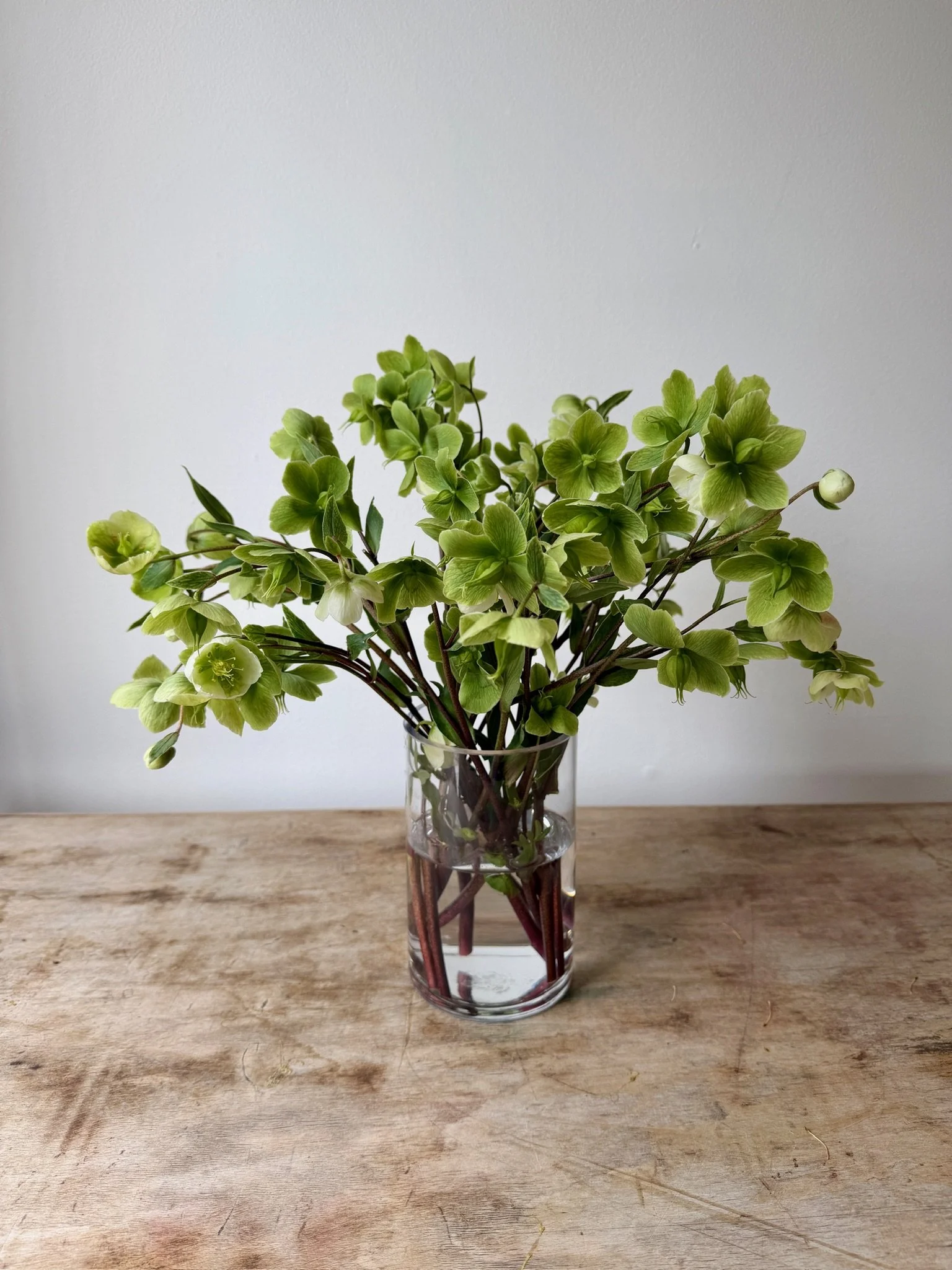 Hellebores