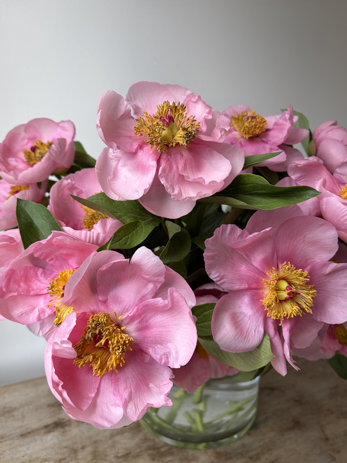 Shelter Island Flowers peonies.png