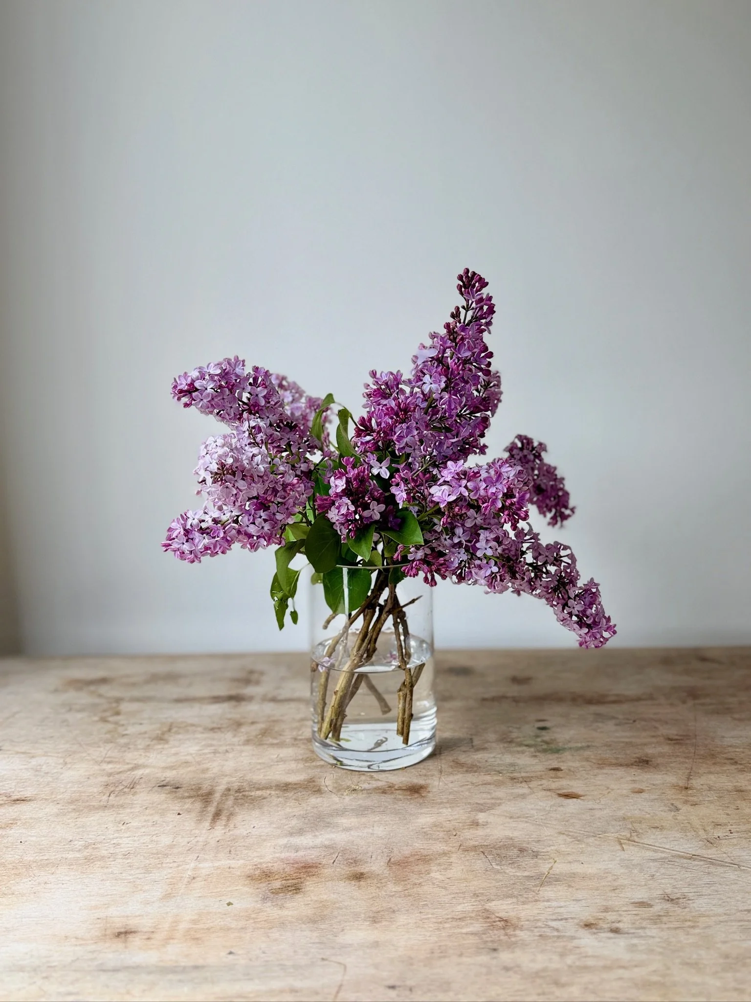 Lilac S shelter island flowers.JPG