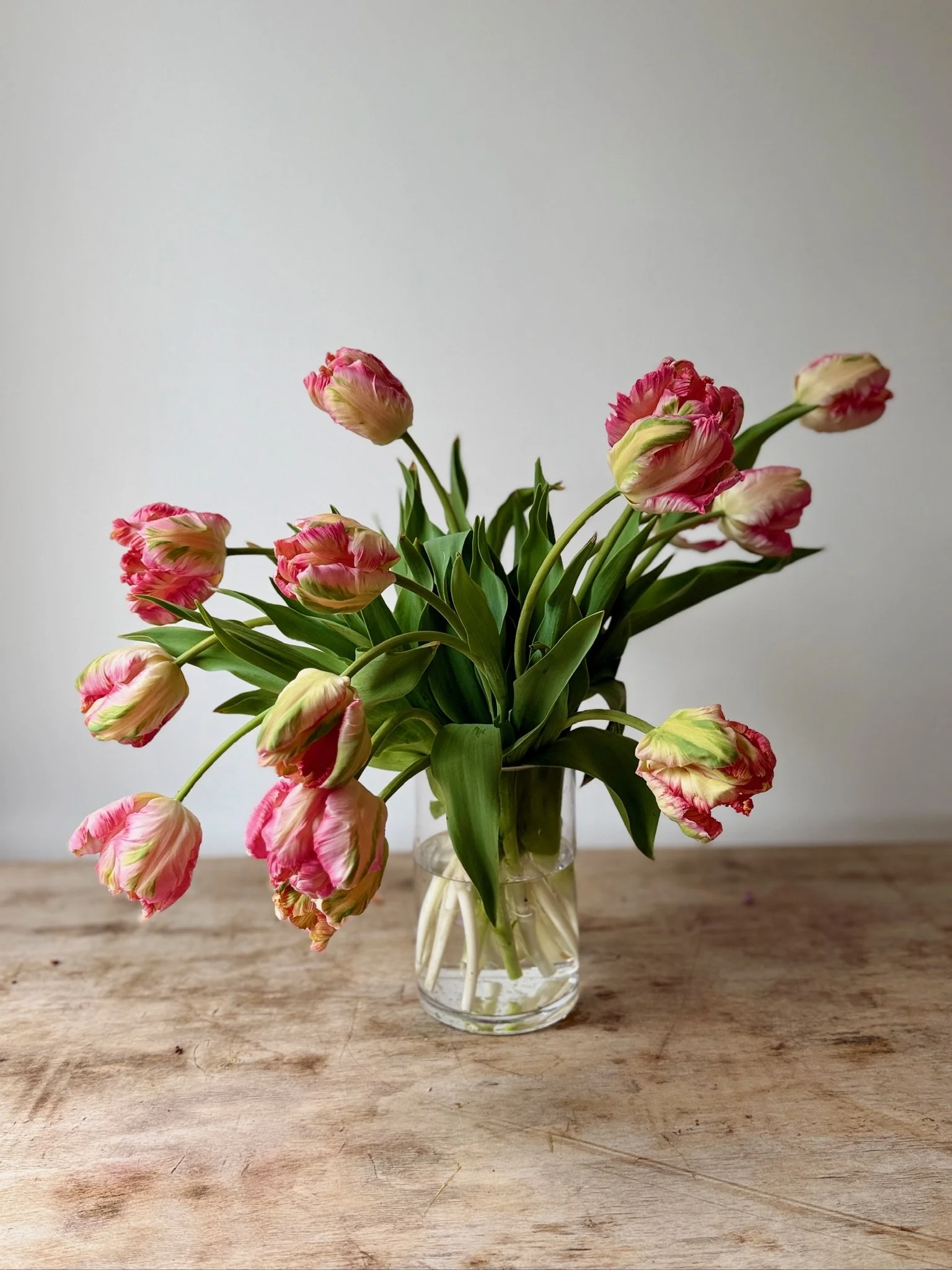 Tulips
