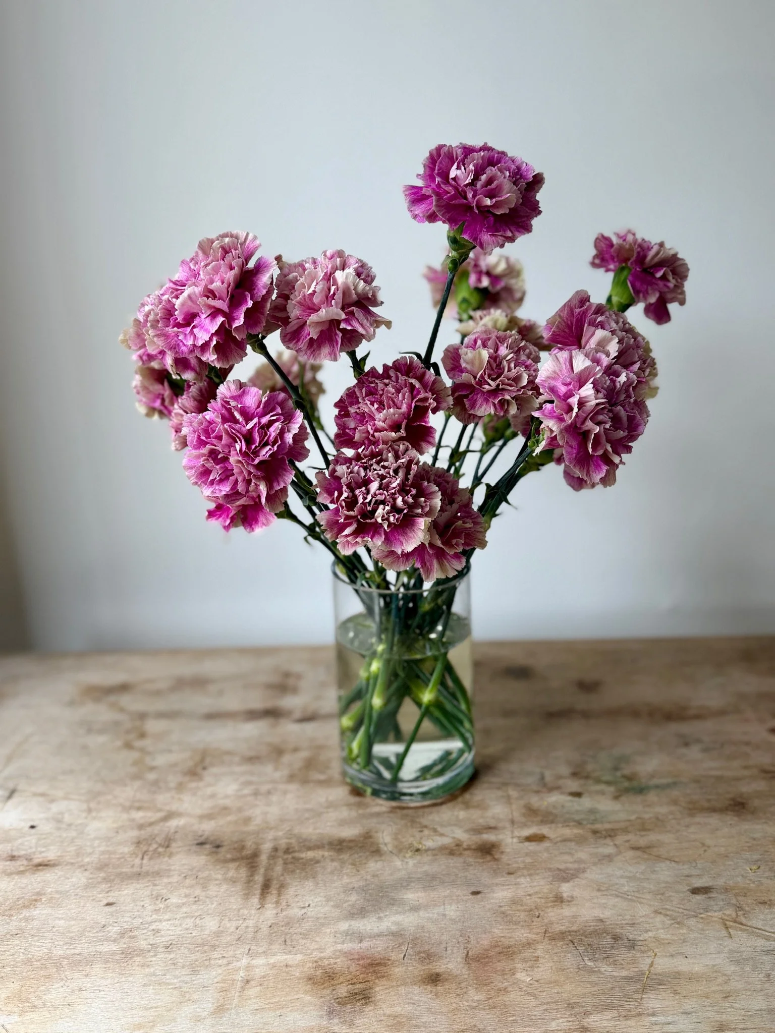 Carnations