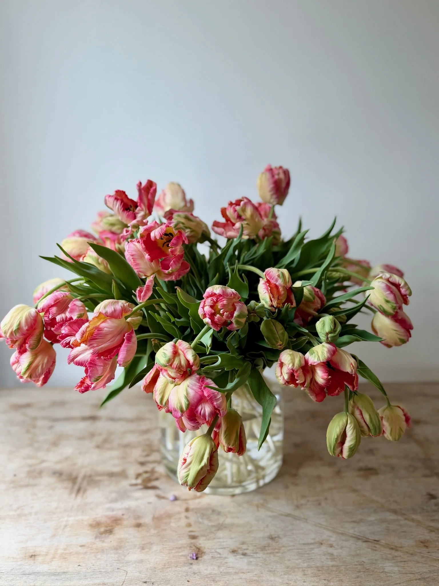 Tulips 1 shelter island flowers.JPG