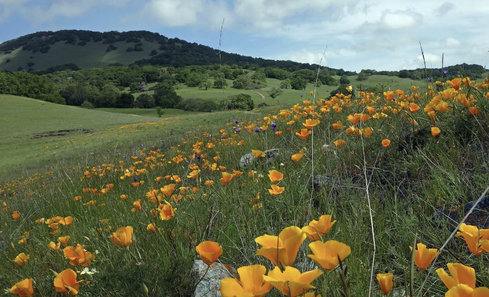 Wildflowers Don’t Care Where They Grow