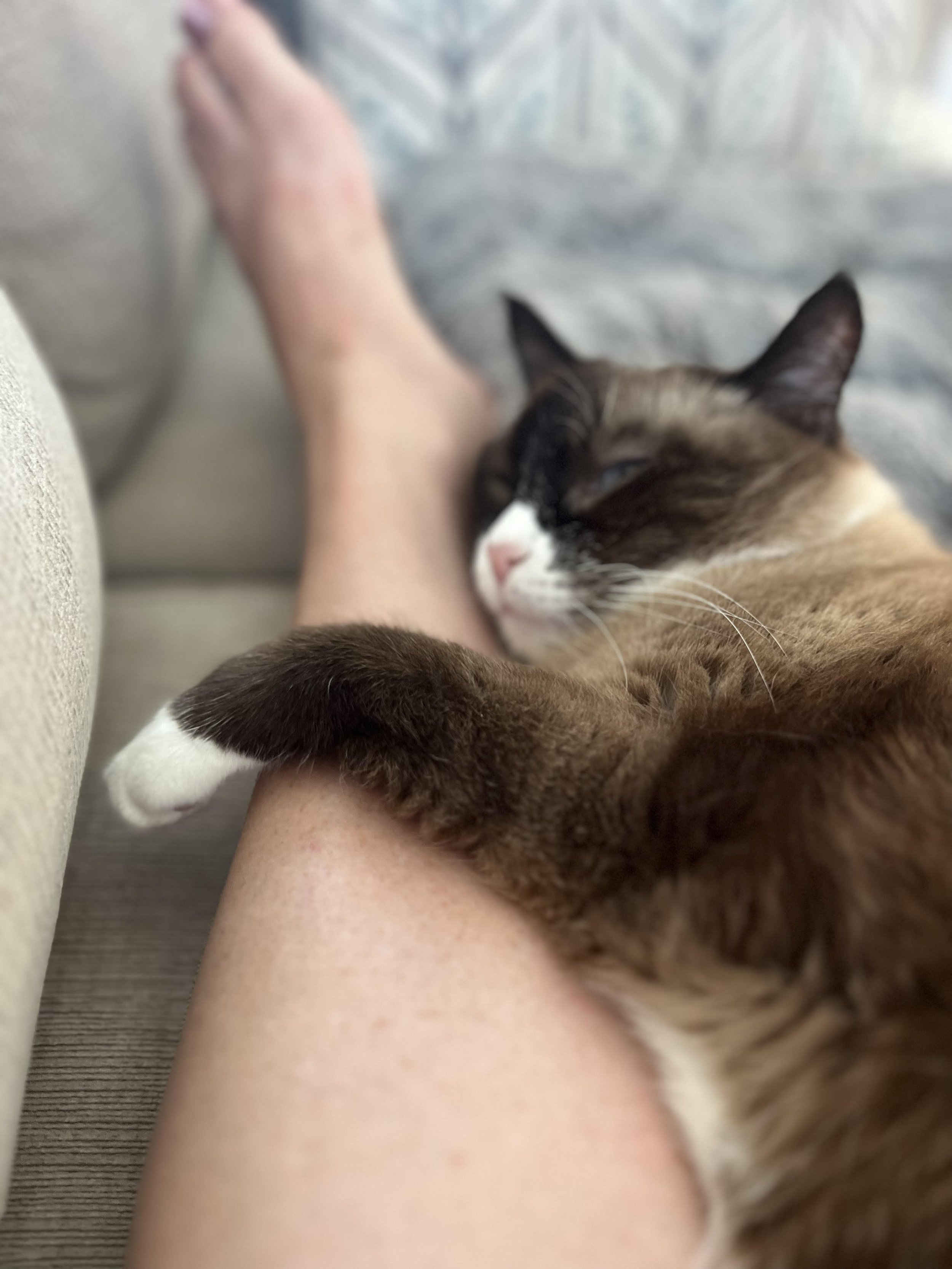 The Power of Pets: Animals and Our Mental Wellbeing