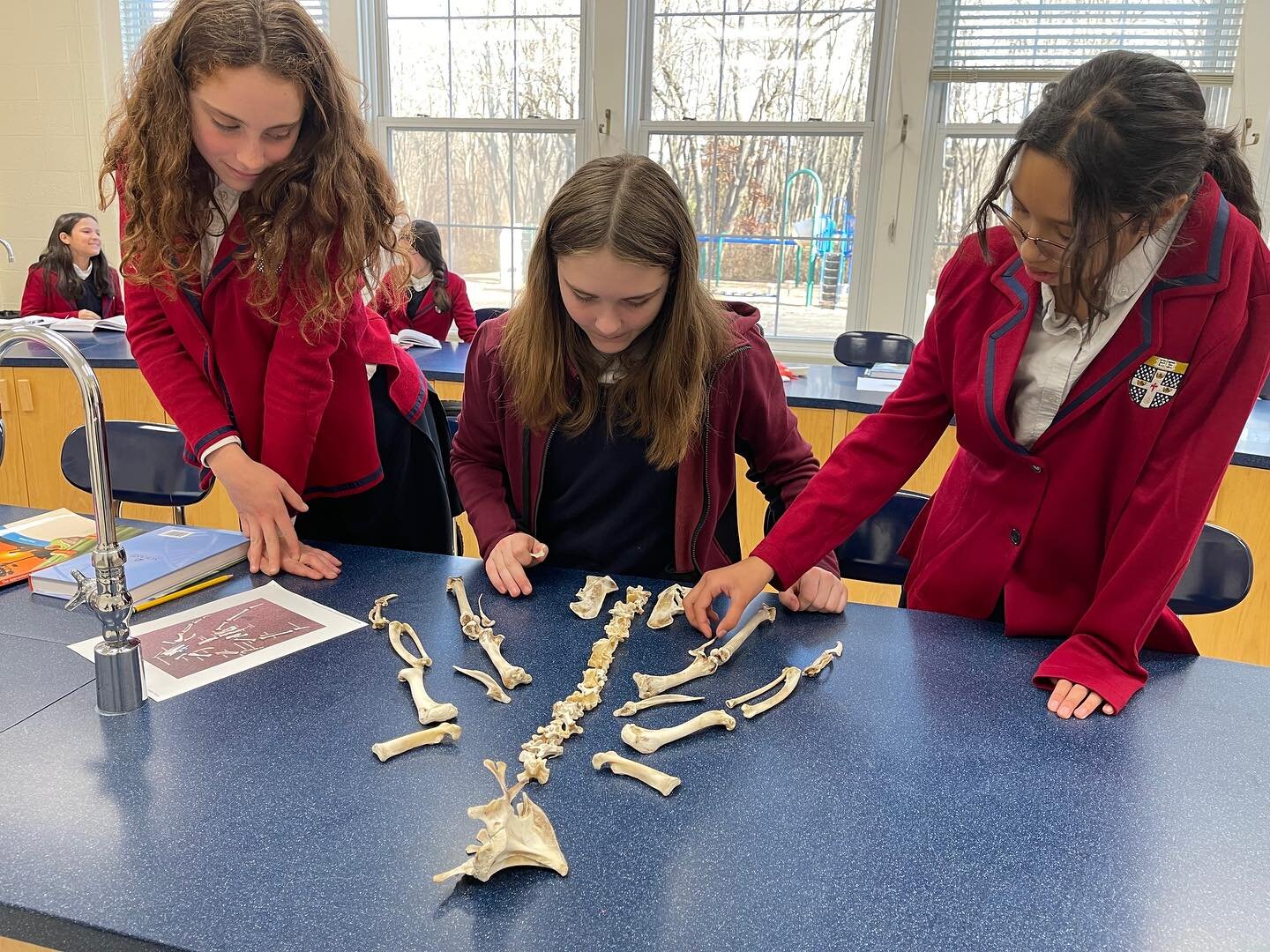 Nature studies with Mrs. Montes.  In our recent Life Science lab class, our middle school girls delved into the intricacies of the animal skeletal system. In the images, you can catch a glimpse of our students engrossed in studying three types of mus