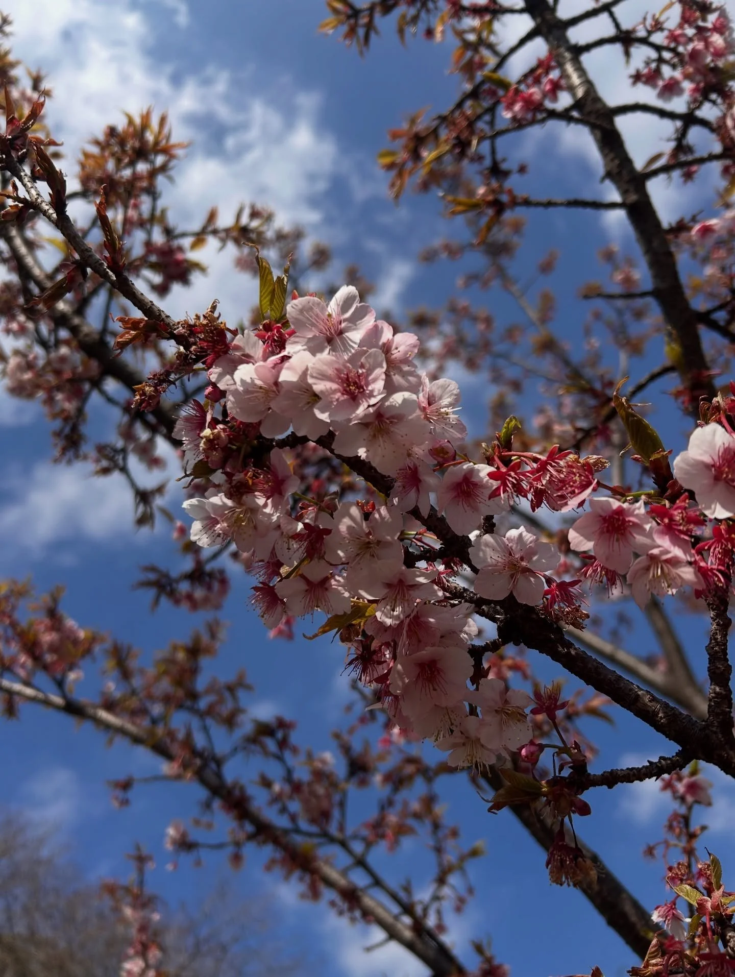 Who can guess where we are this week? 🌼