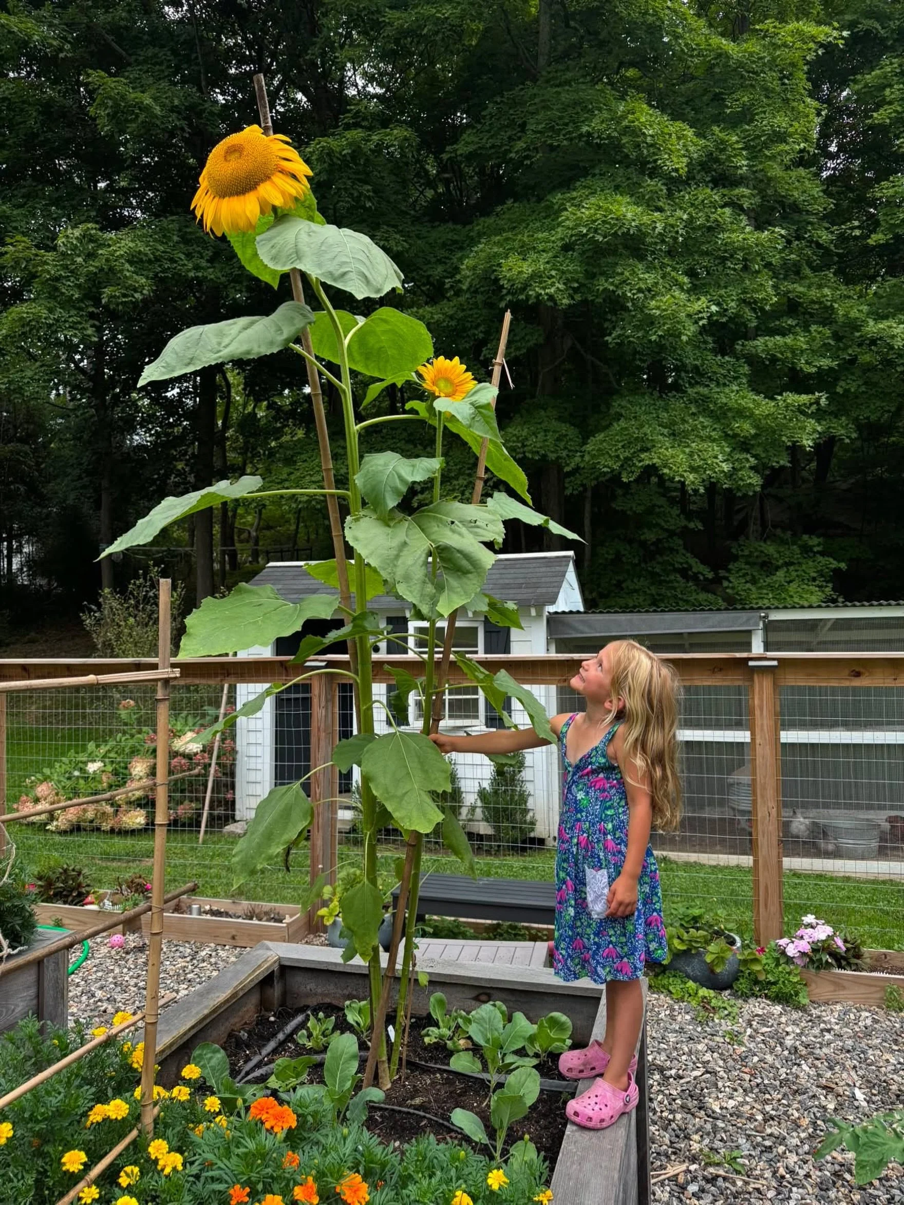 From one tiny seed to one very tall sunflower! 🌻

This sunflower got its start as a seed in Mrs. Macalintal&rsquo;s Kindergarten class last spring. A summer of sunshine, water, and a little patience later&hellip; look at it now!

Proof that the litt