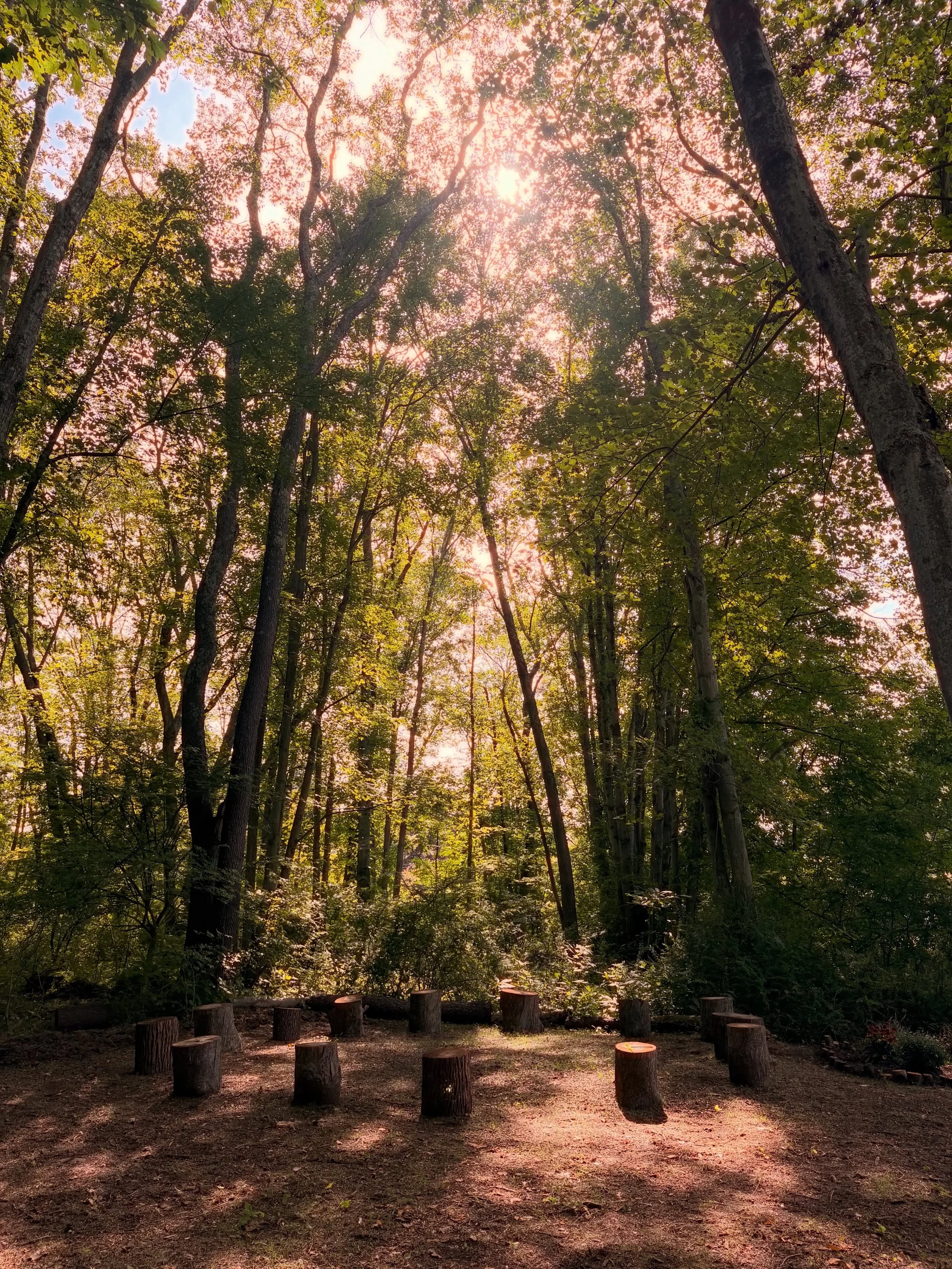 Saturday stillness in the forest classroom 🌲