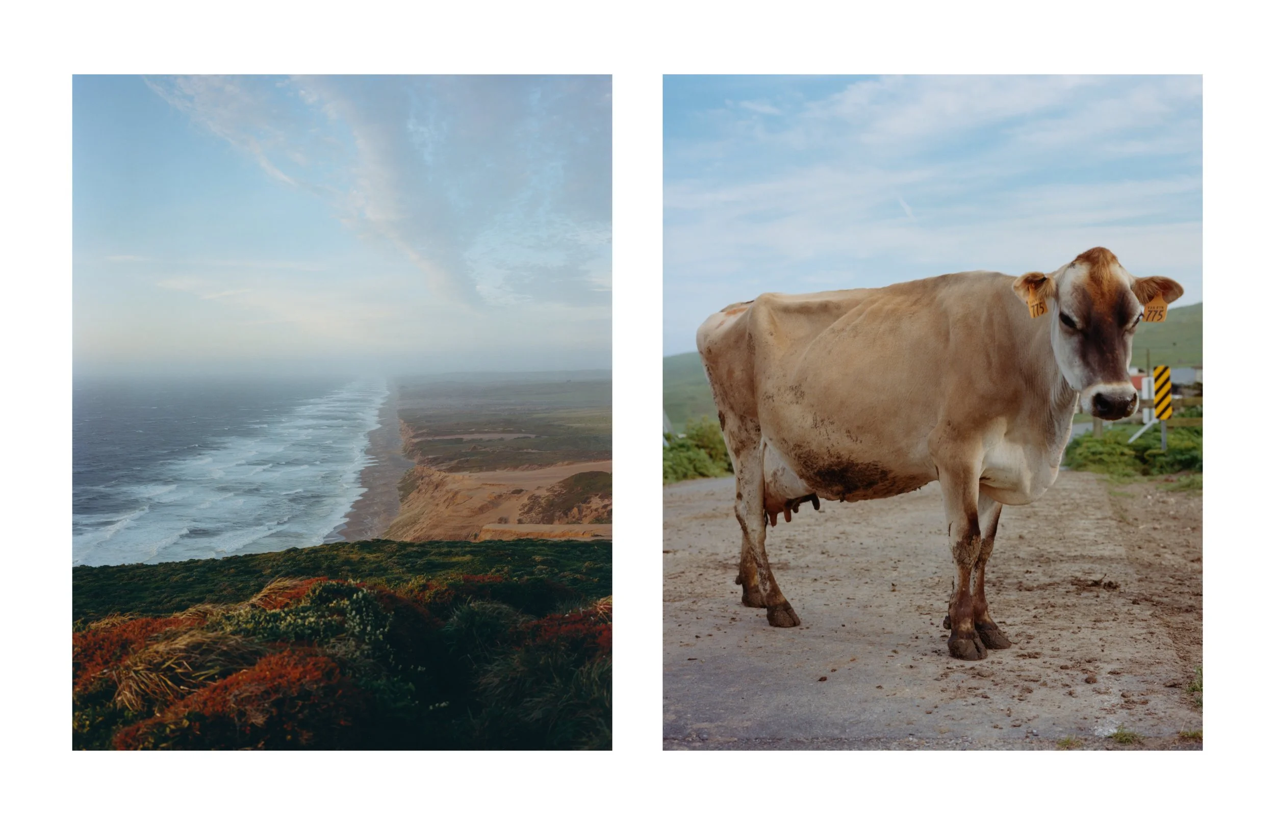Portfolio Update 2026_Point Reyes_1.jpg