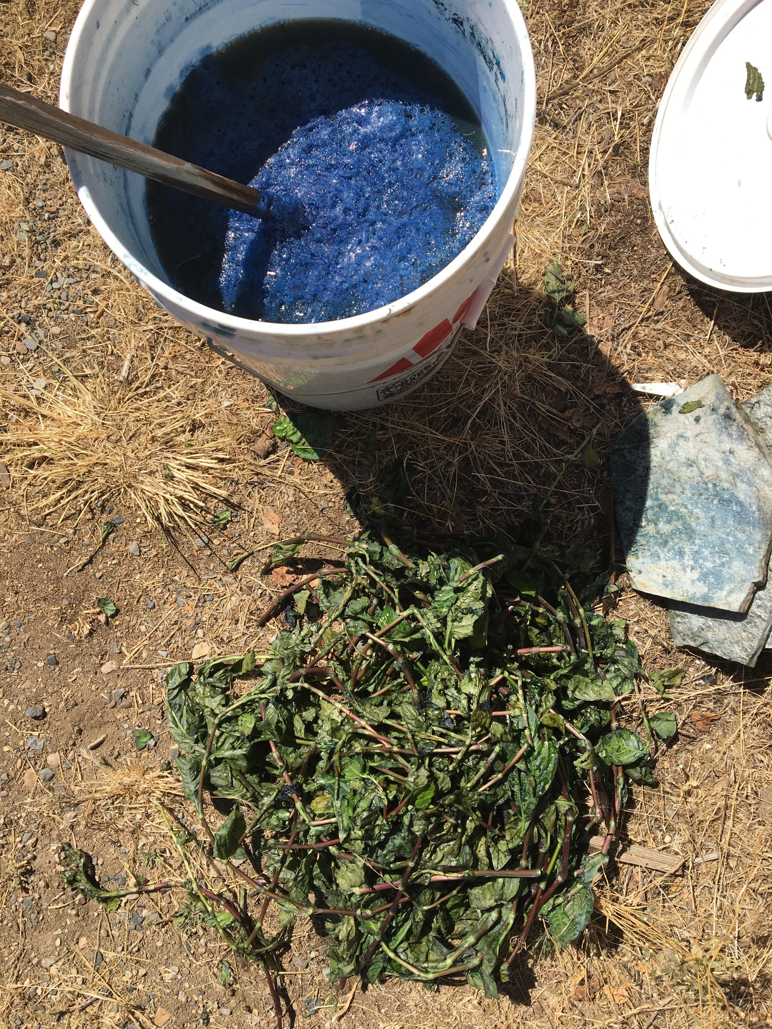 Indigo Poss 2021.JPG