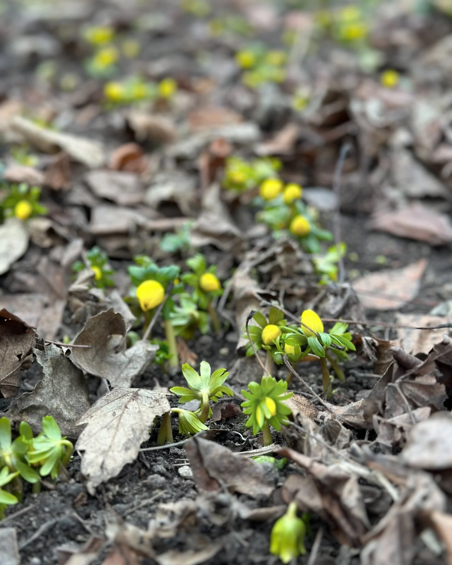 And so it begins&hellip;

Winter Aconite putting on a show here at the farm.

What&rsquo;s showing up in your gardens?
#northwindperennialfarm 
#cultivateeducateinspire 
#winteraconite 
#winterscape 
#explorewisconsin 
#earlybloomer 
#spring